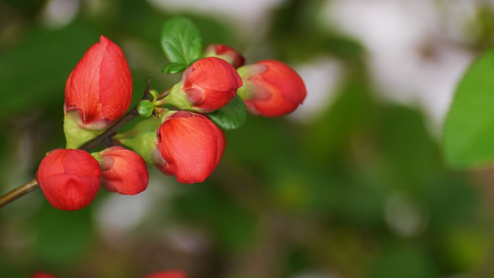Panasonic Lumix DMC-GH3 sample photo. Red purchase the phone photography