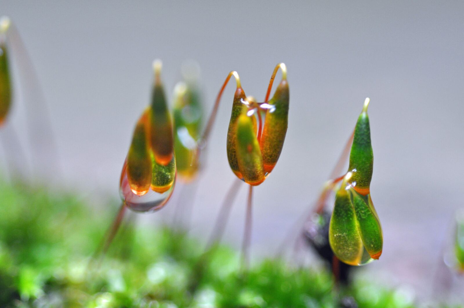 Nikon D90 sample photo. Flowers, moss, water photography
