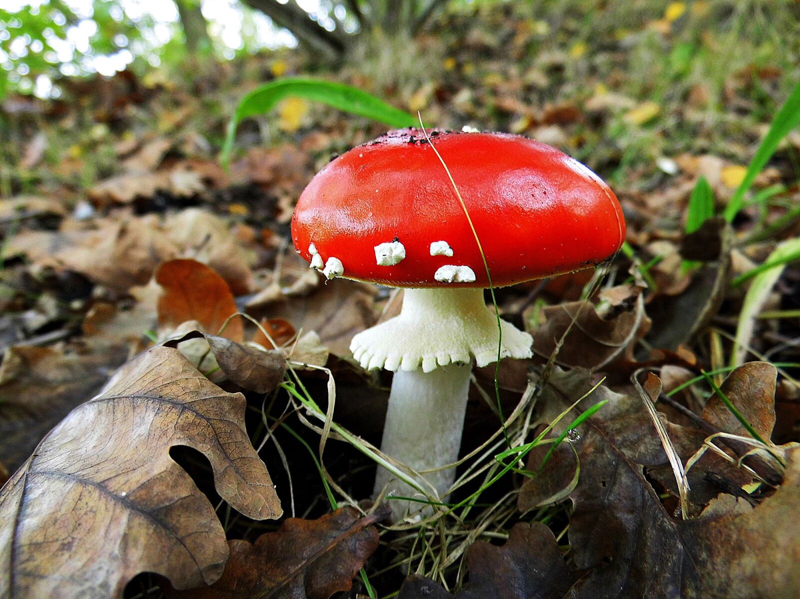 MEDION MD86929 sample photo. Fly agaric, forest, red photography