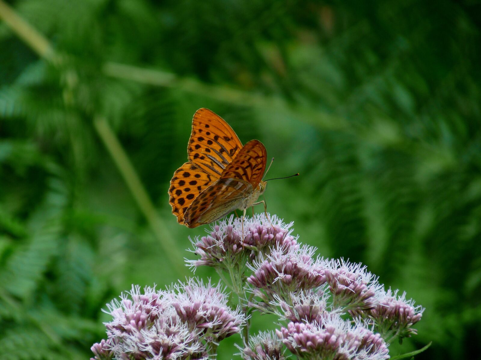Panasonic Lumix DMC-FZ28 sample photo. Butterfly, orange, green photography