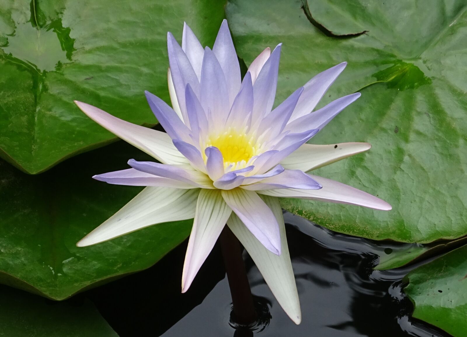 Sony DSC-HX60V sample photo. Lily, water lily, nymphaea photography