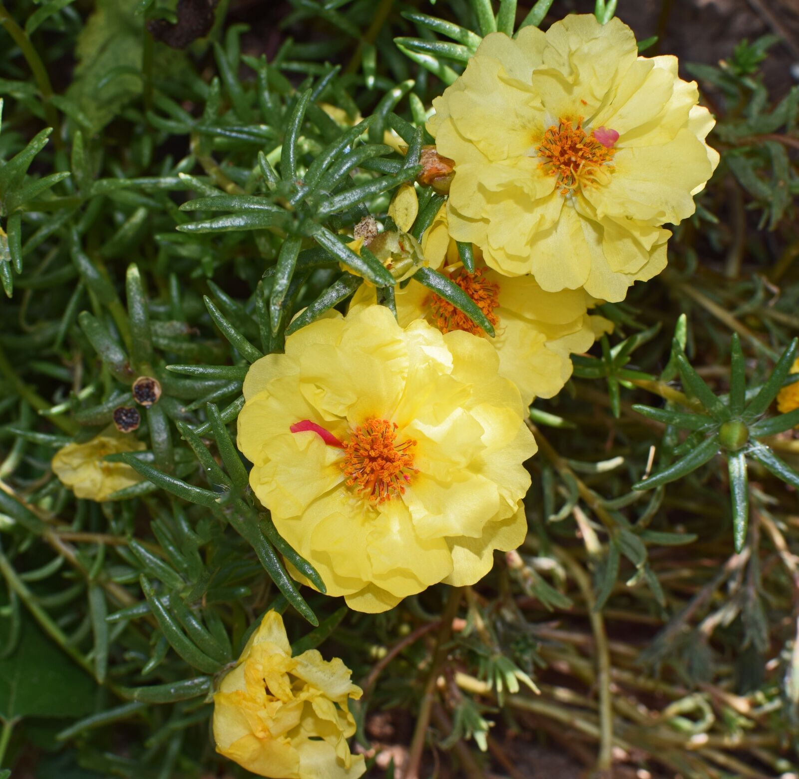 Nikon D3300 sample photo. Portulaca, purslane, flower photography