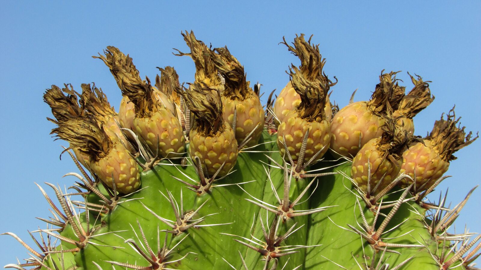Canon PowerShot SX400 IS sample photo. Cyprus, ayia napa, cactus photography