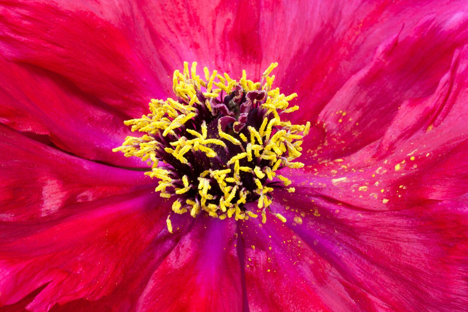 Canon EOS 50D sample photo. Pentecost, peony, flower photography