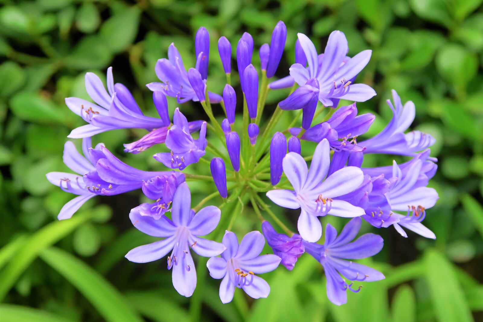 Canon PowerShot G7 X sample photo. Flower, nature, plant photography
