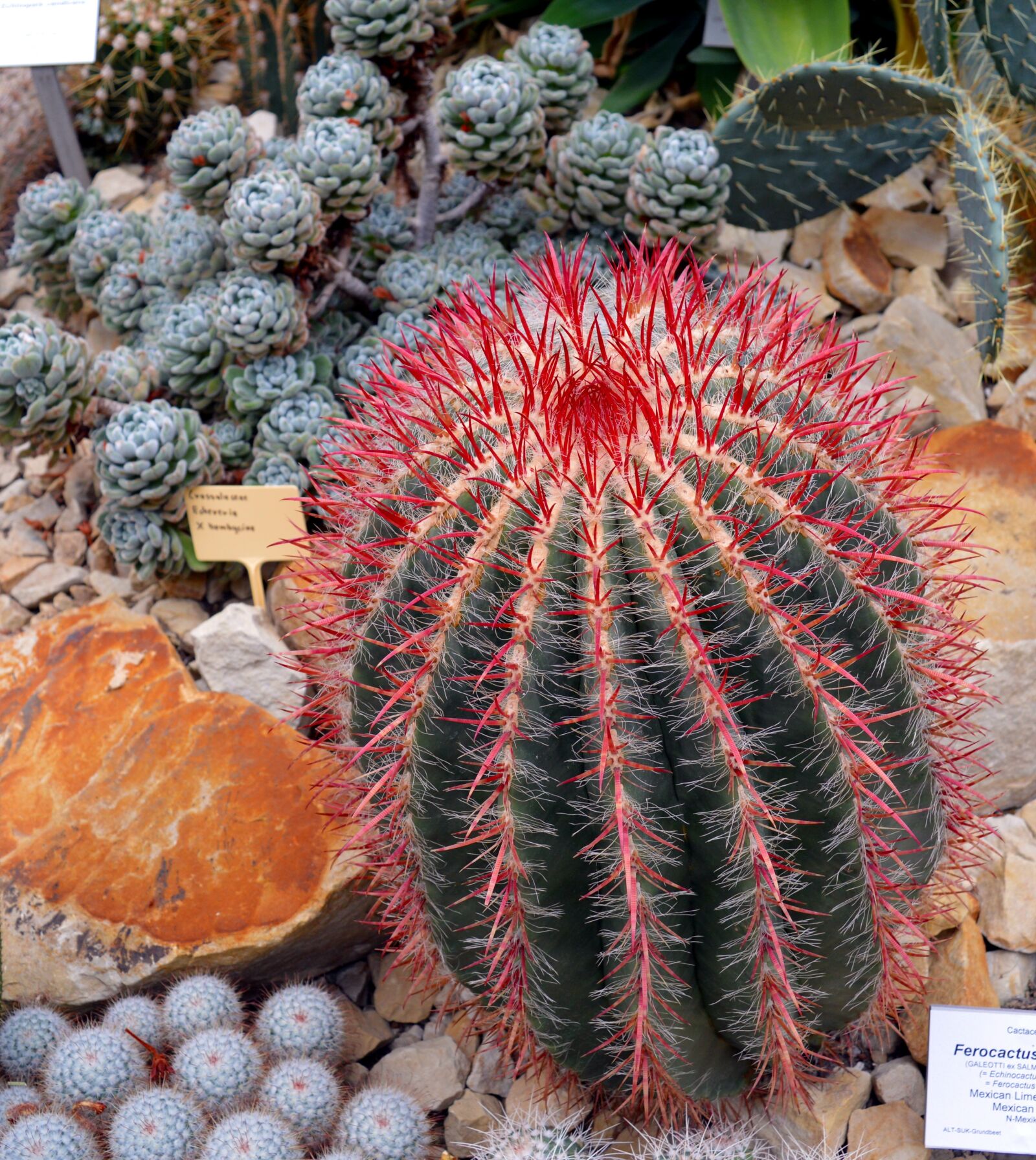 Nikon D3200 sample photo. Cactus, ferocactus pilosus, prickly photography