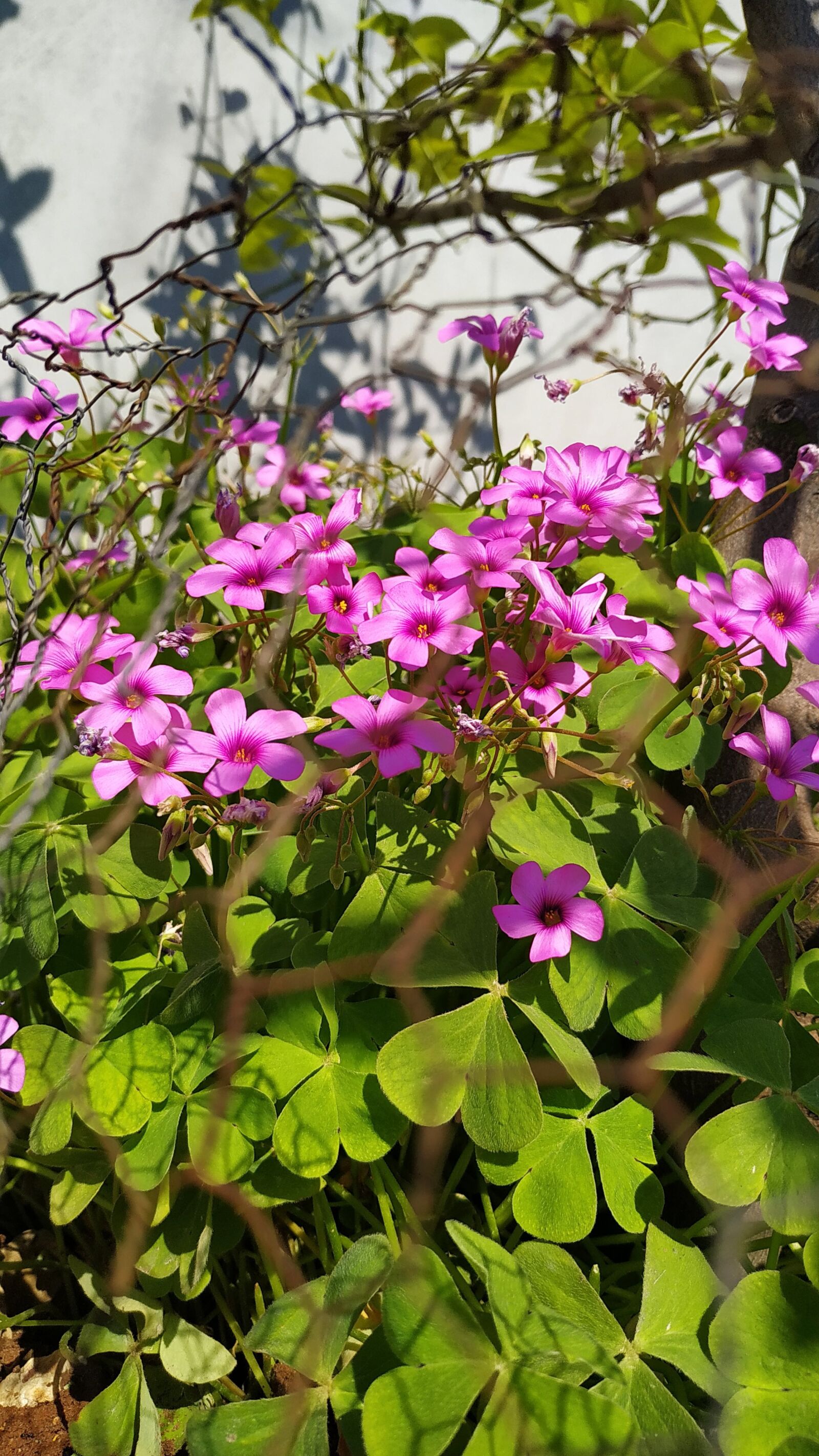 Xiaomi Redmi Note 6 Pro sample photo. Fullower, green, çiçek photography
