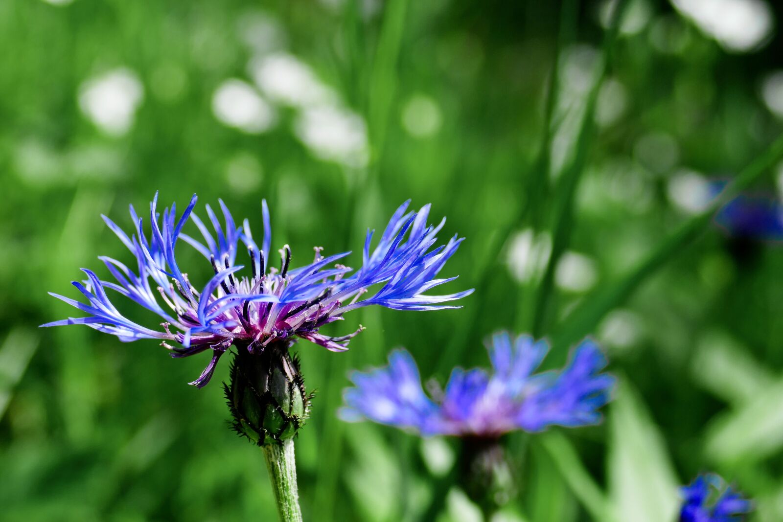 Panasonic Lumix DMC-FZ1000 sample photo. Flower, blue, blue flower photography
