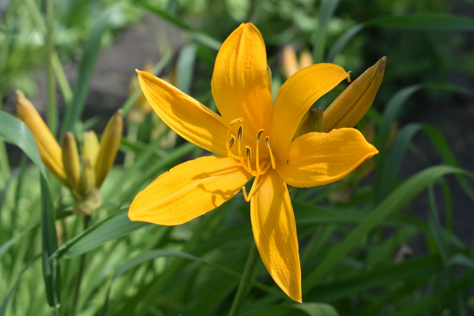 Nikon D3400 sample photo. Day-lily, yellow, bloom photography