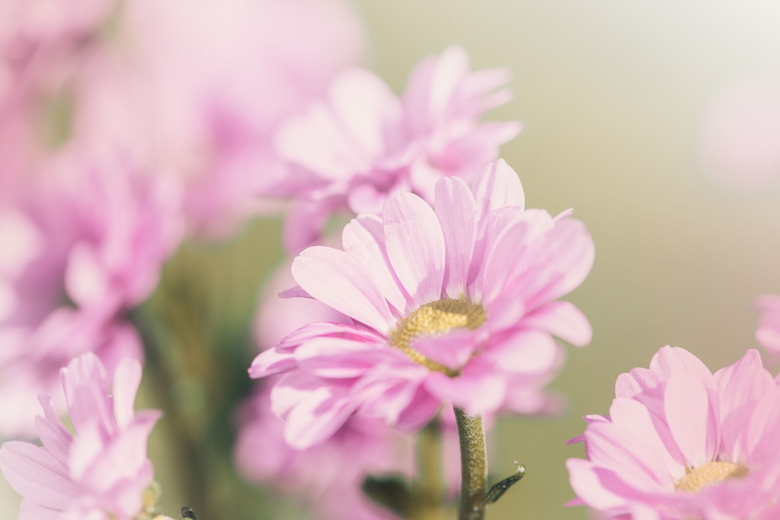 Nikon D750 sample photo. Flower, pink, pink flower photography