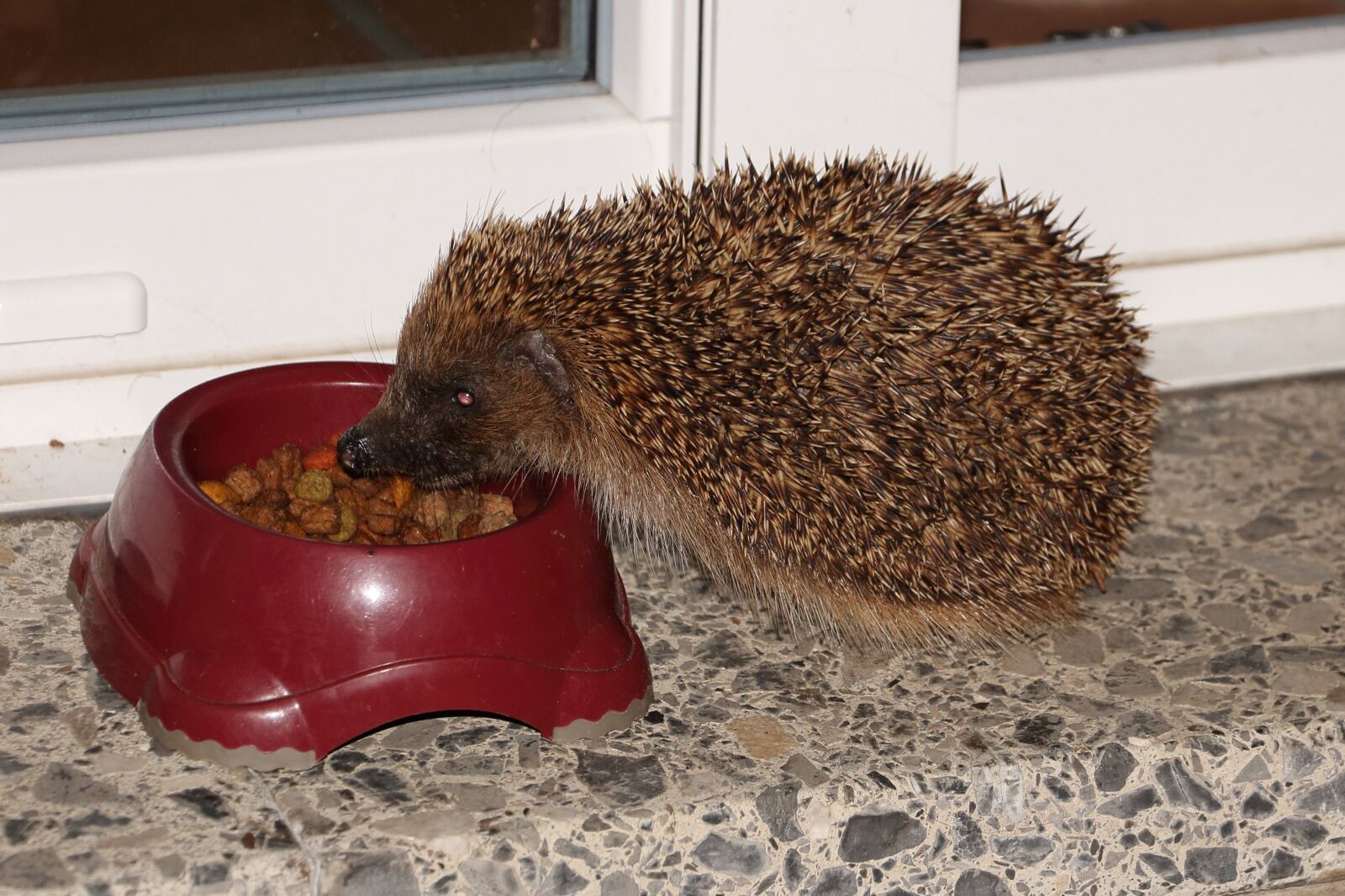 Canon EOS 700D (EOS Rebel T5i / EOS Kiss X7i) sample photo. Hedgehog, feeding, hannah photography