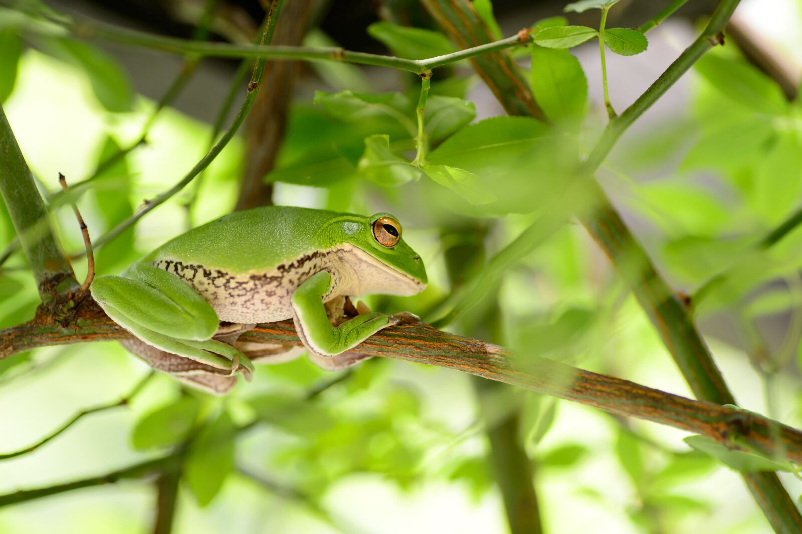 Nikon Df sample photo. Natural, in the early photography
