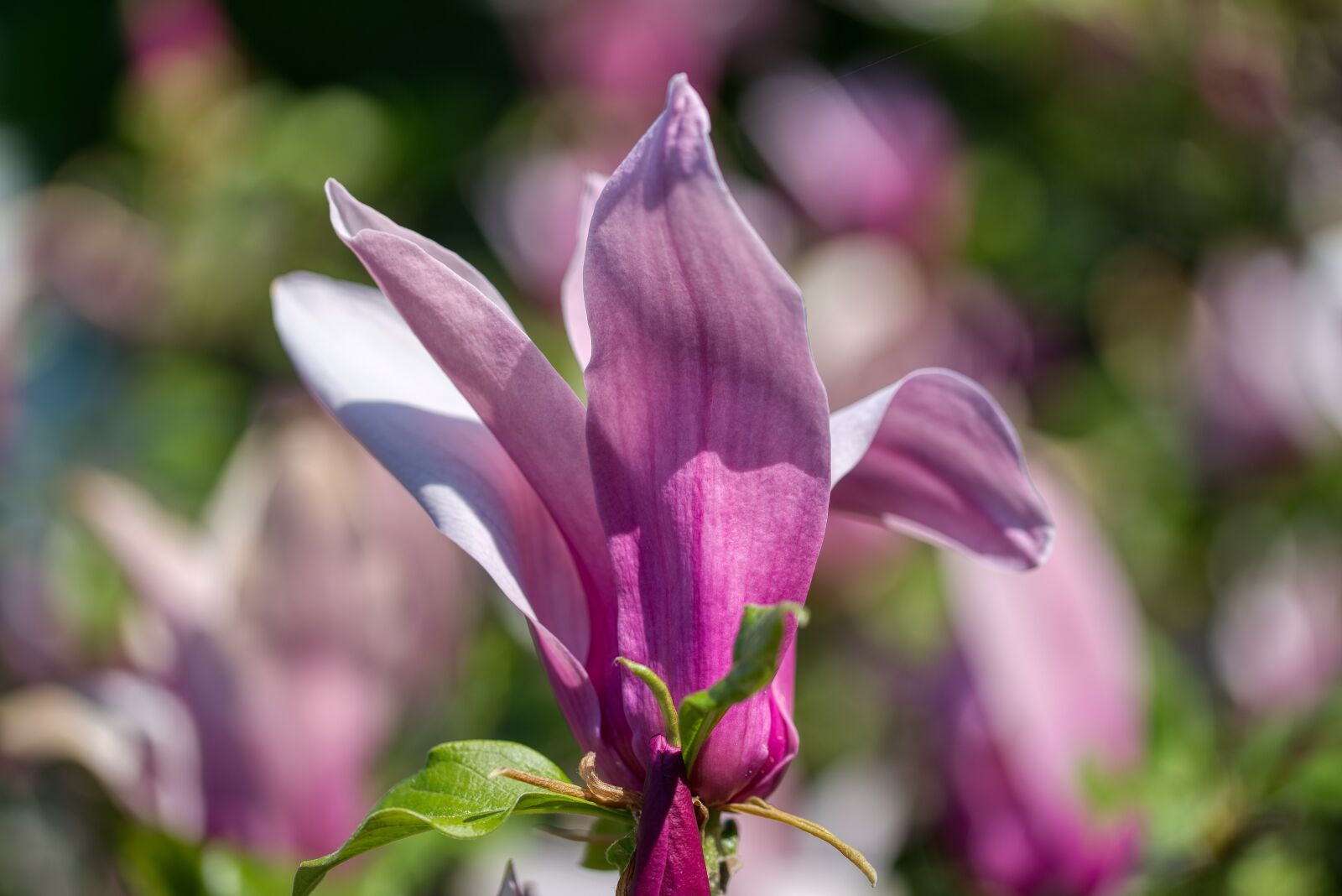 Nikon D750 sample photo. Yulania, magnoliaceae, purple magnolias photography