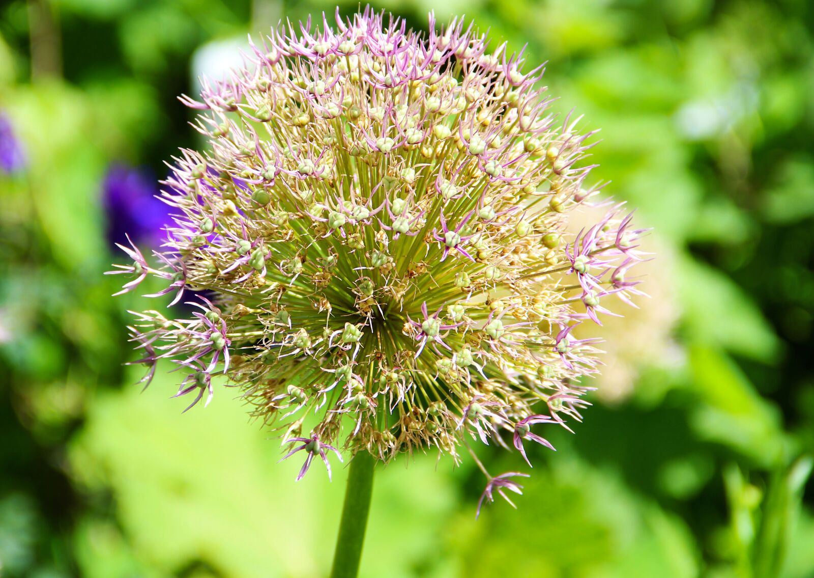 Canon EF-S 18-135mm F3.5-5.6 IS sample photo. Alium, flower, nature photography