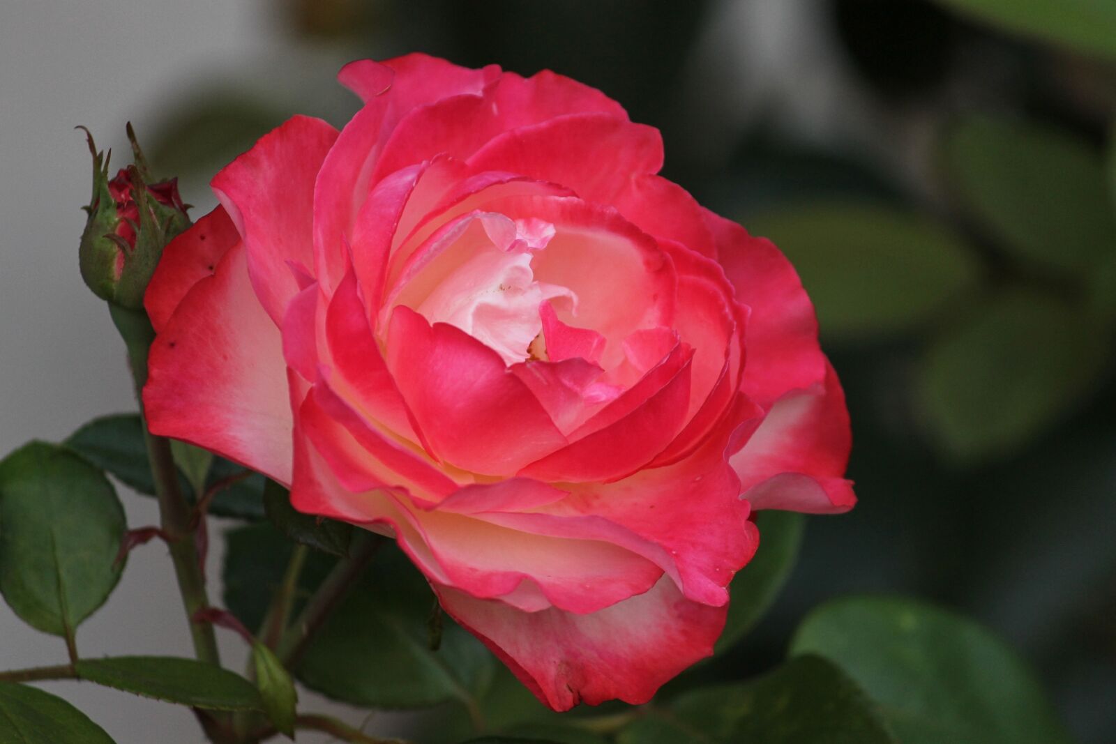 Canon EOS 1100D (EOS Rebel T3 / EOS Kiss X50) sample photo. Rose, rose petals, petals photography