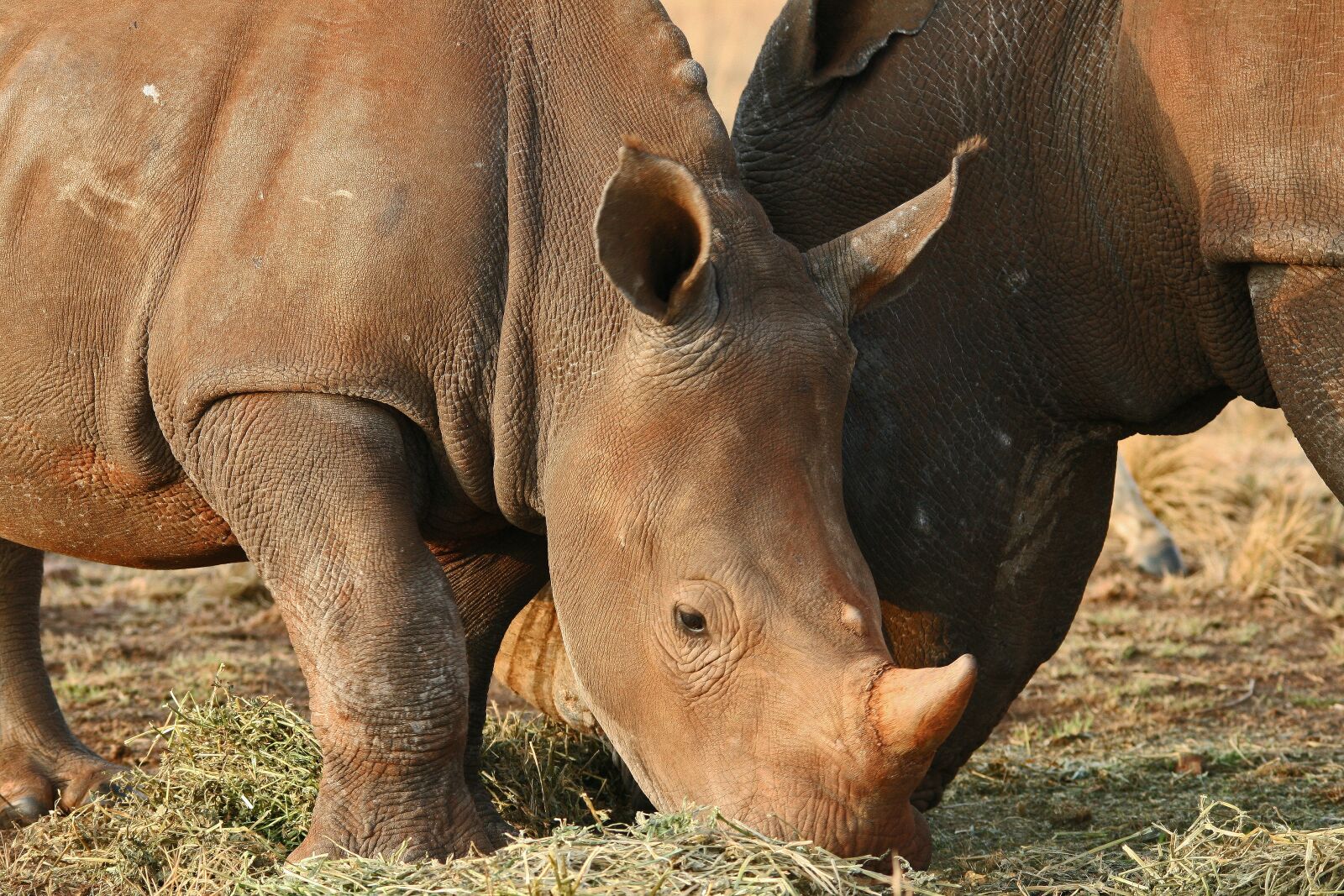 Canon EOS 400D (EOS Digital Rebel XTi / EOS Kiss Digital X) sample photo. Rhinoceros pair, game, animals photography