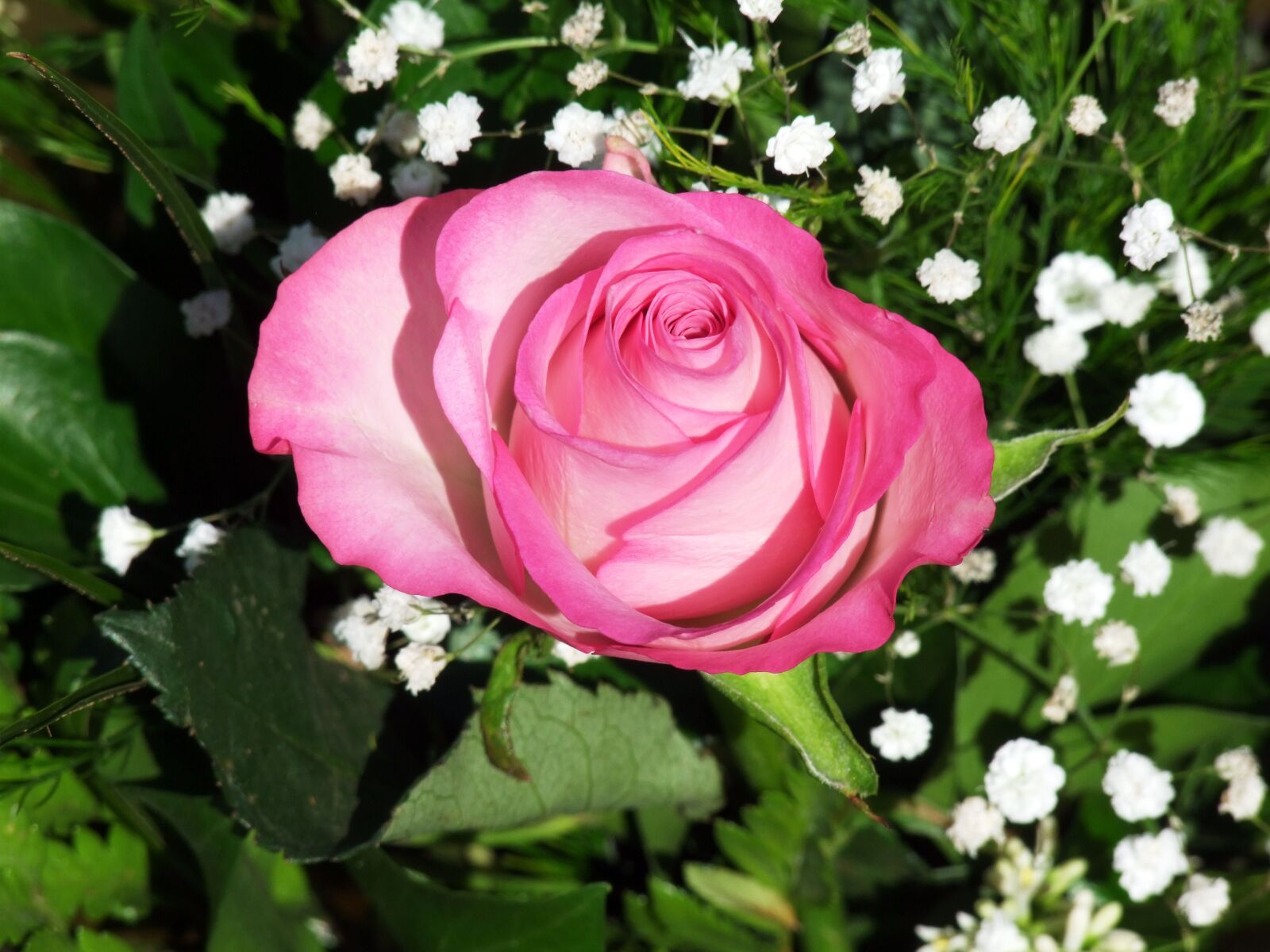 Fujifilm FinePix S100fs sample photo. Flower, pink, bouquet photography