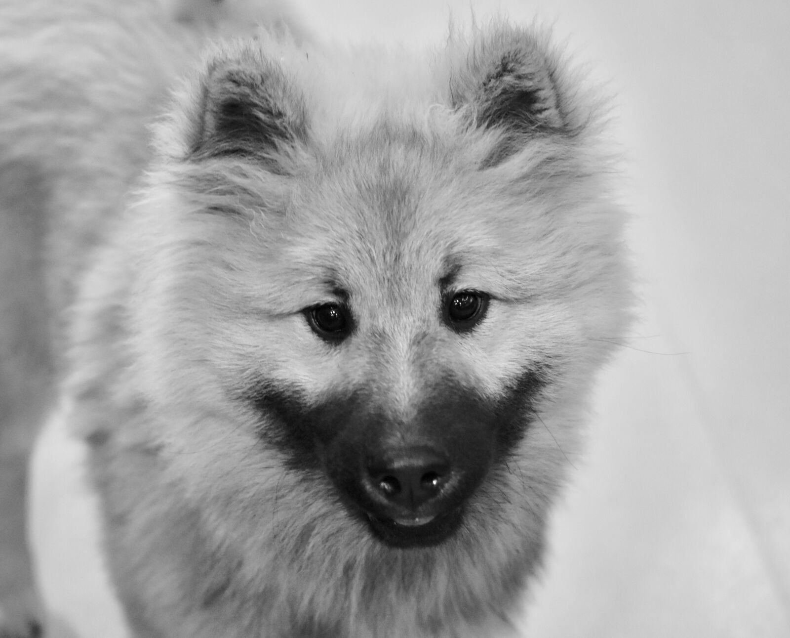 Nikon D5600 sample photo. Dog, pup, puppy photography