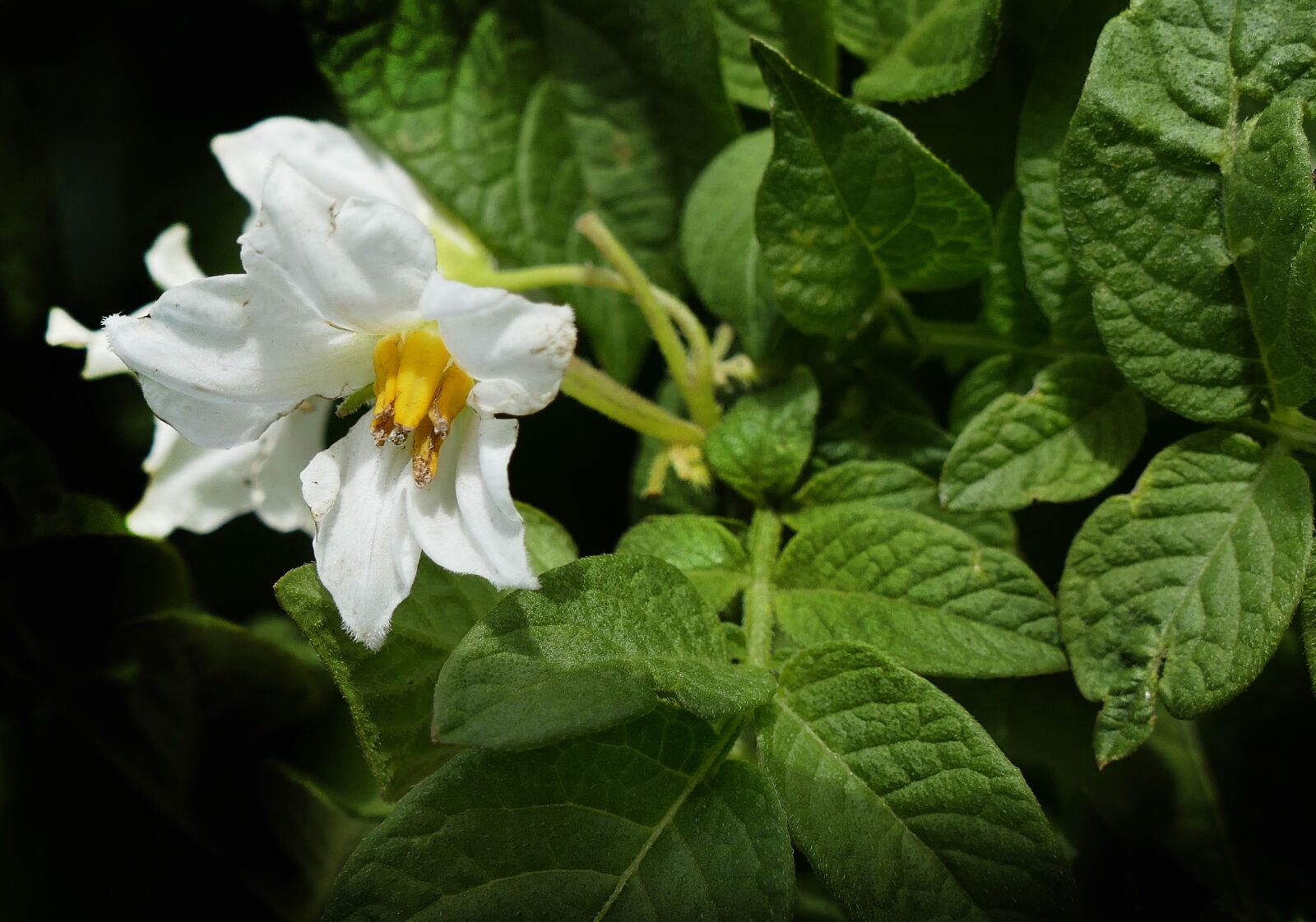 Panasonic Lumix DMC-FZ1000 sample photo. Potato, blossom, bloom photography