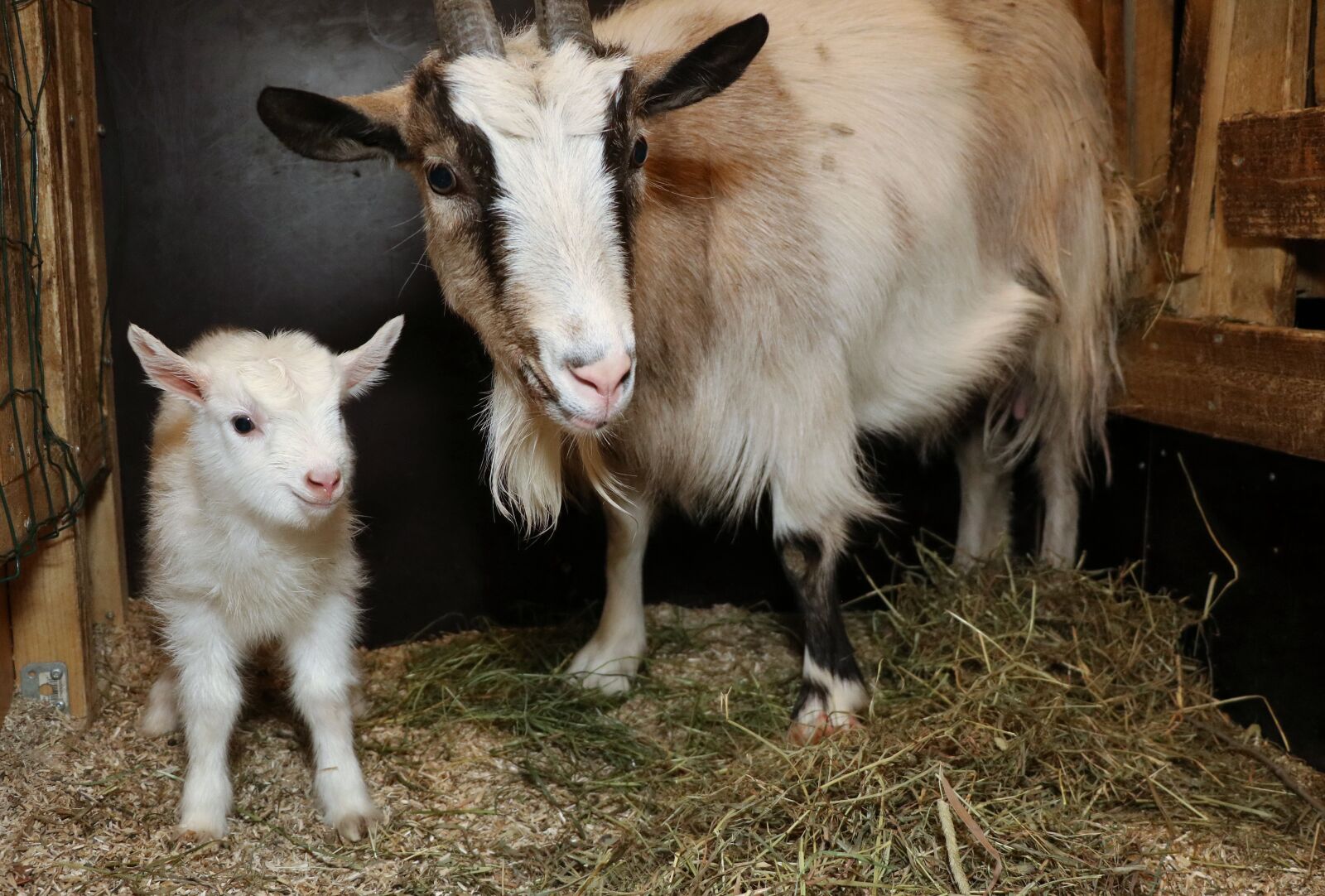 Canon EOS 750D (EOS Rebel T6i / EOS Kiss X8i) sample photo. Goat, culture, kid photography