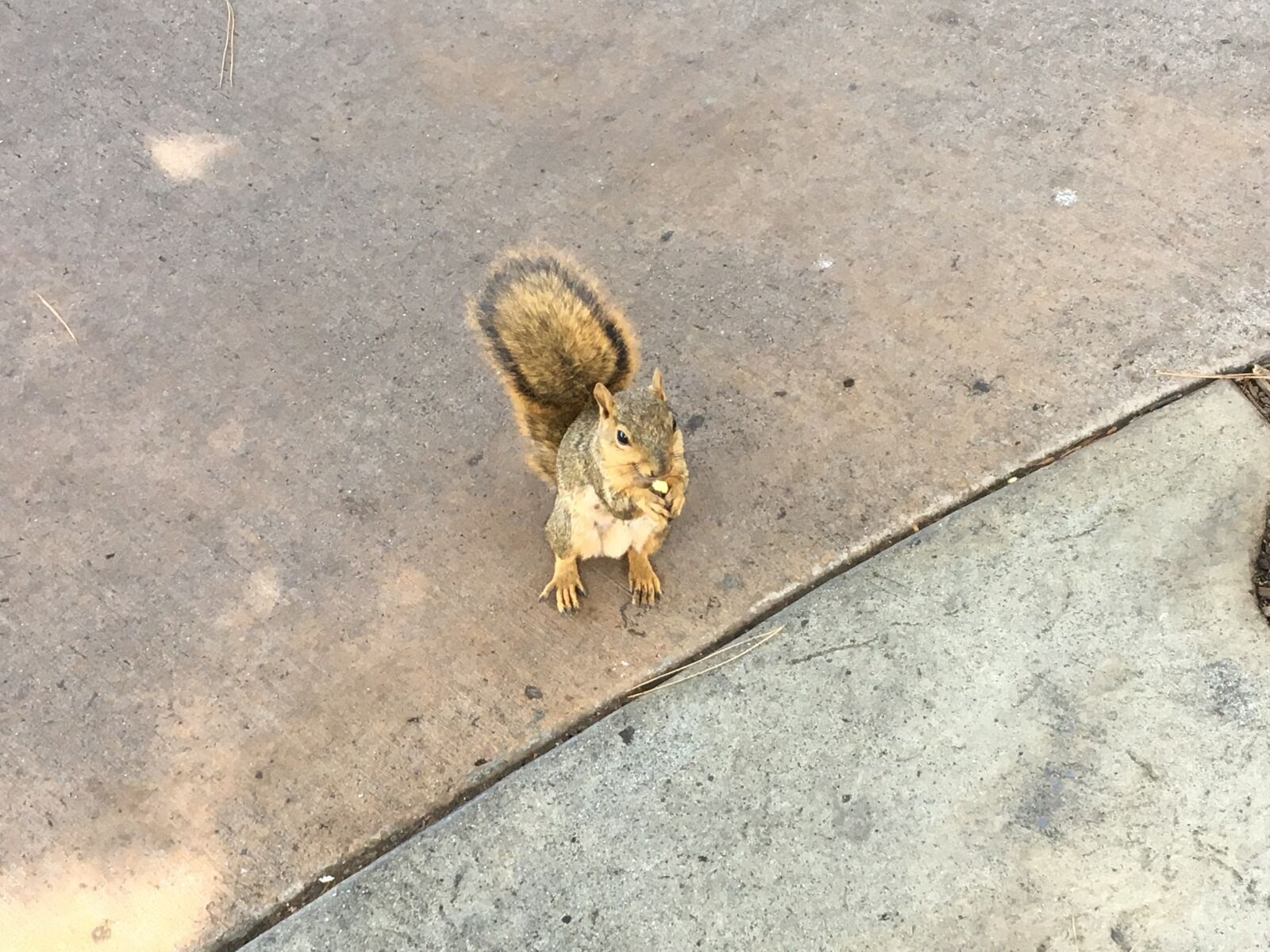 iPhone 6s back camera 4.15mm f/2.2 sample photo. Sidewalk, squirrel, park photography