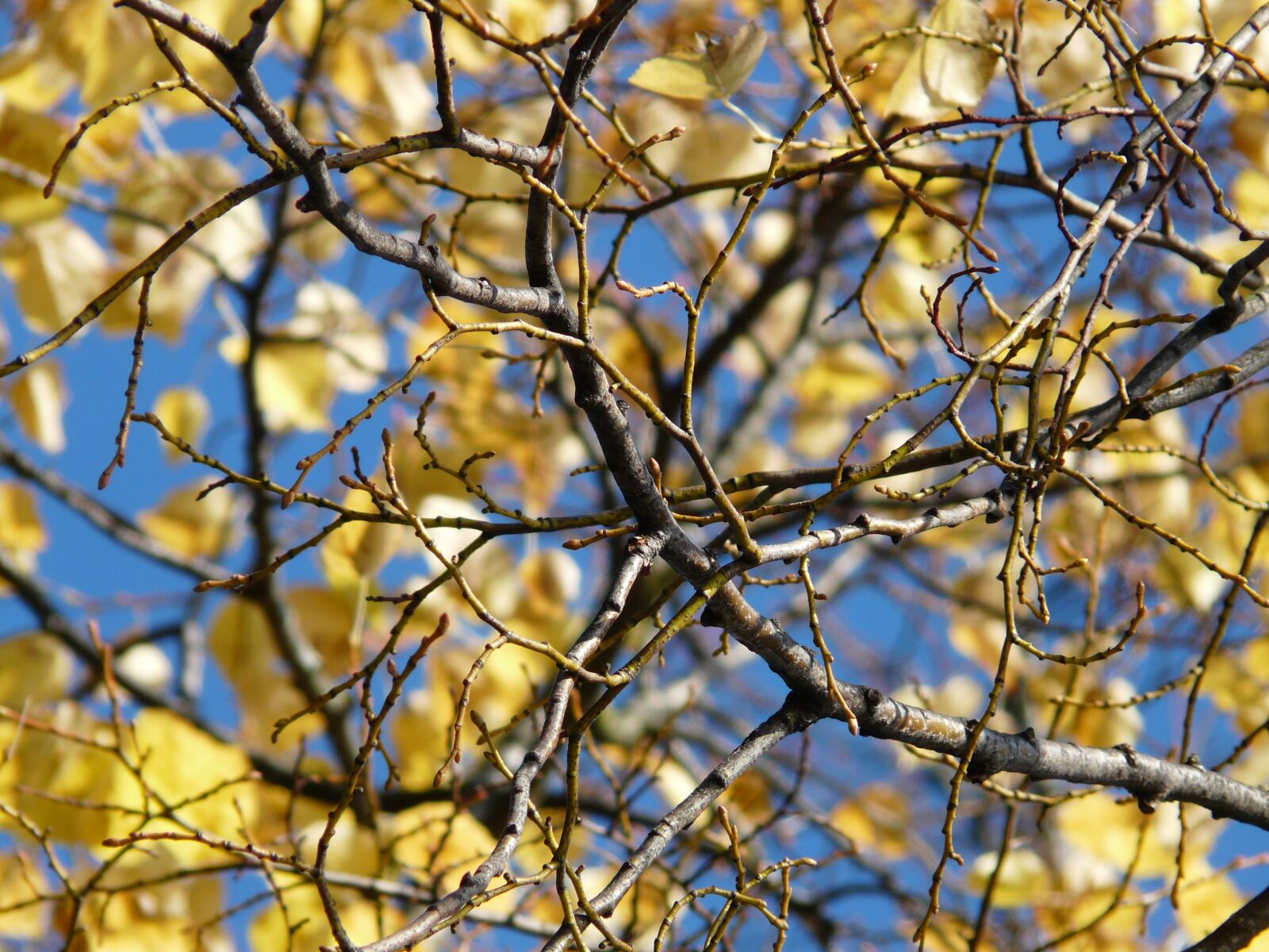 Panasonic DMC-FZ18 sample photo. Aesthetic, autumn, leaves photography
