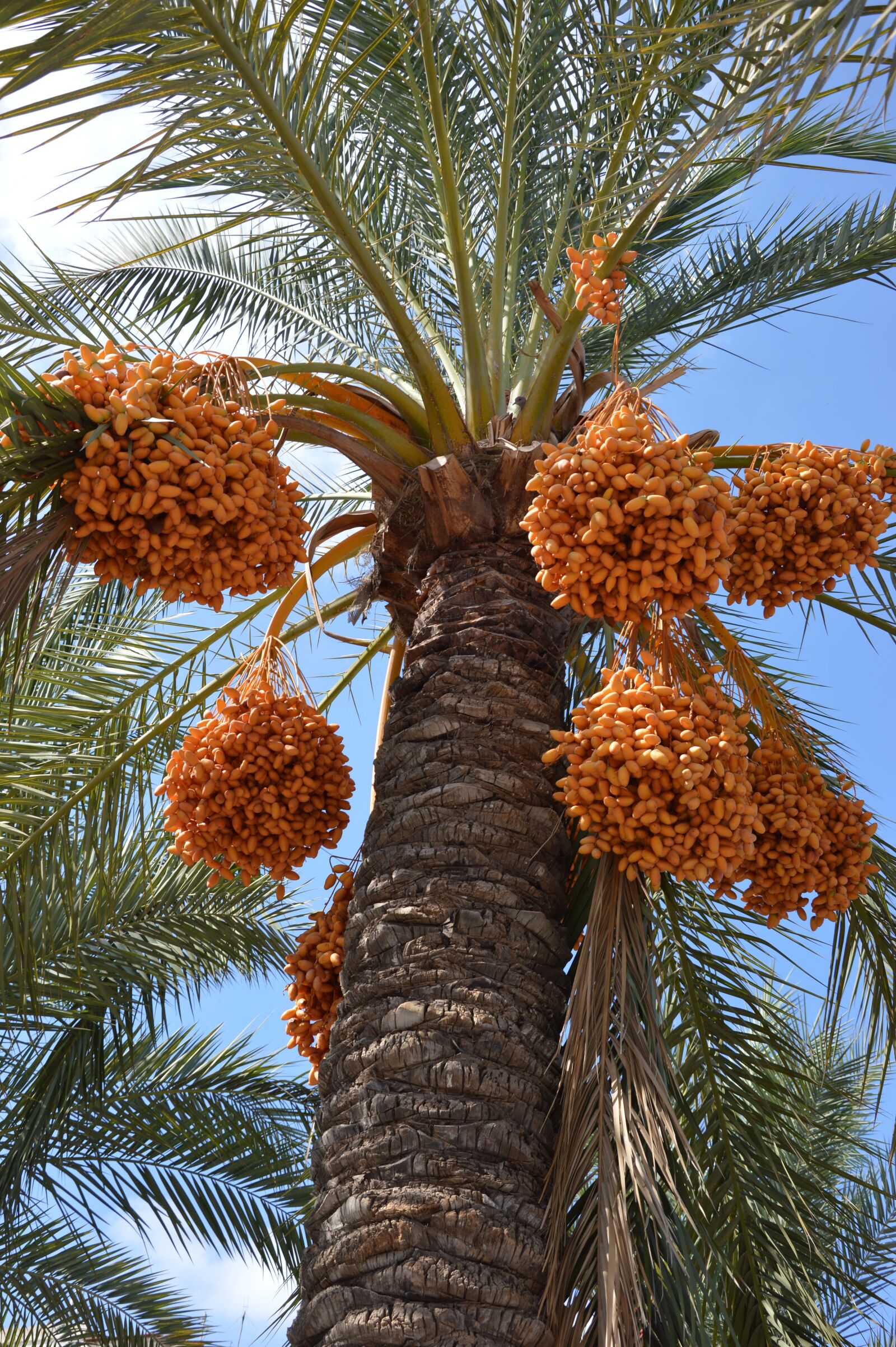 Nikon D3200 sample photo. Palm, palm fruits, plant photography