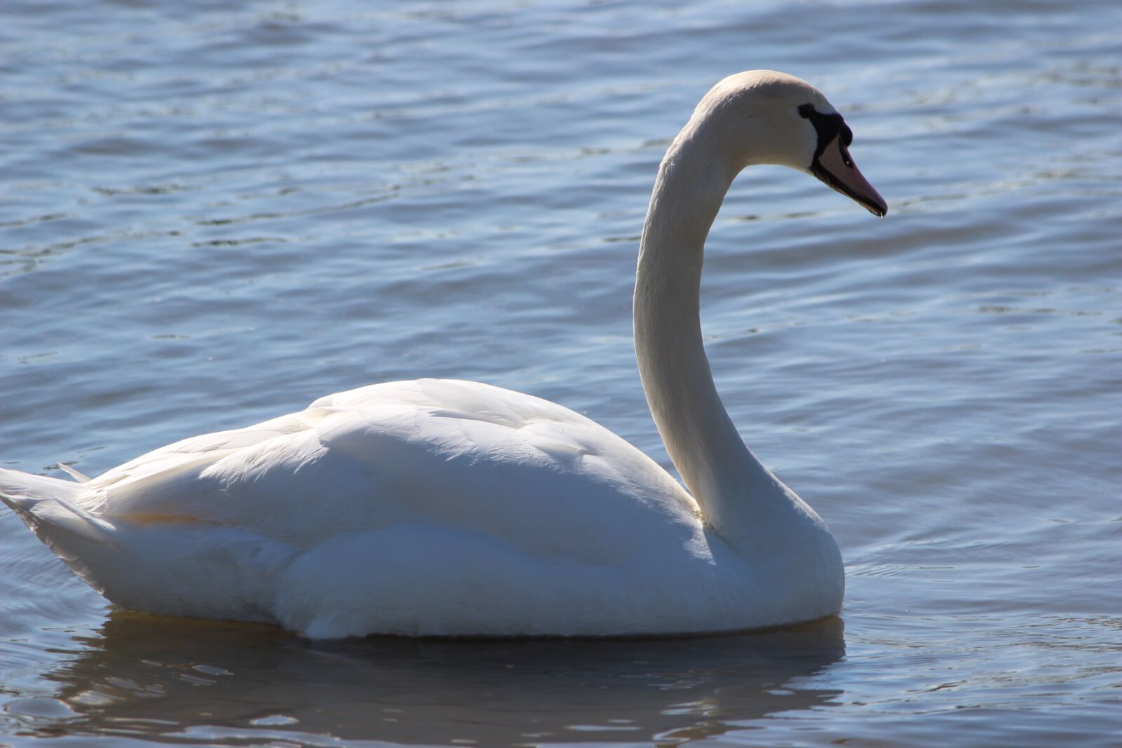 Canon EOS 600D (Rebel EOS T3i / EOS Kiss X5) sample photo. Swan, white, water photography