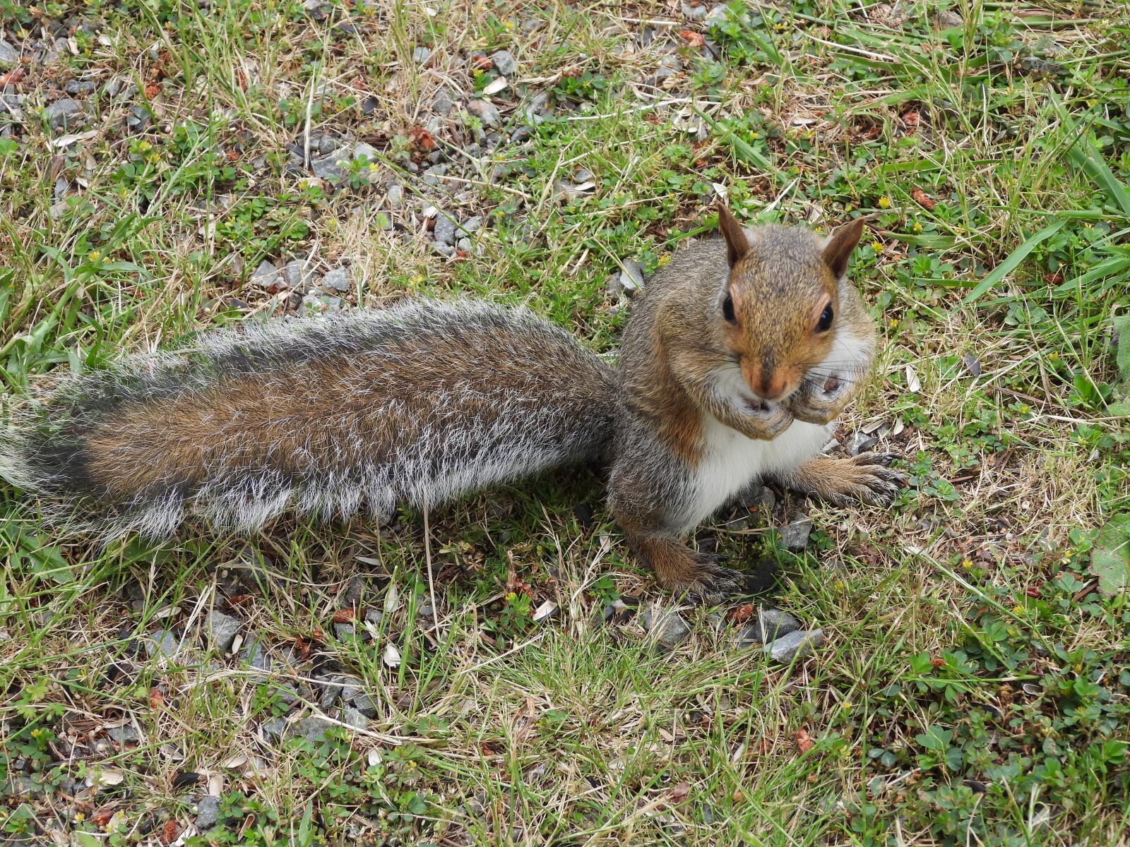 Nikon Coolpix P1000 sample photo. Squirrel, animal, nature photography