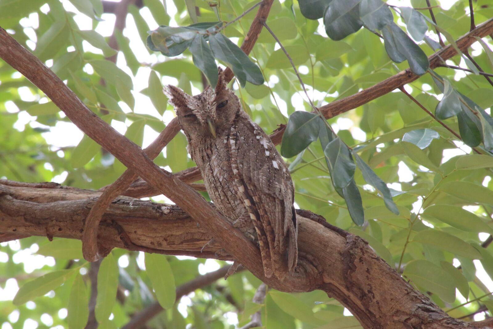 Canon EF 70-300mm F4-5.6 IS USM sample photo. Owl, screech, bird photography