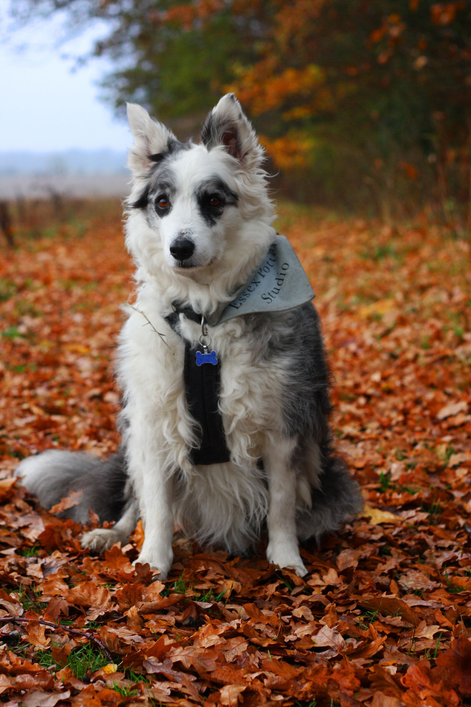 Canon EOS 40D sample photo. Border collie, dog, collie photography