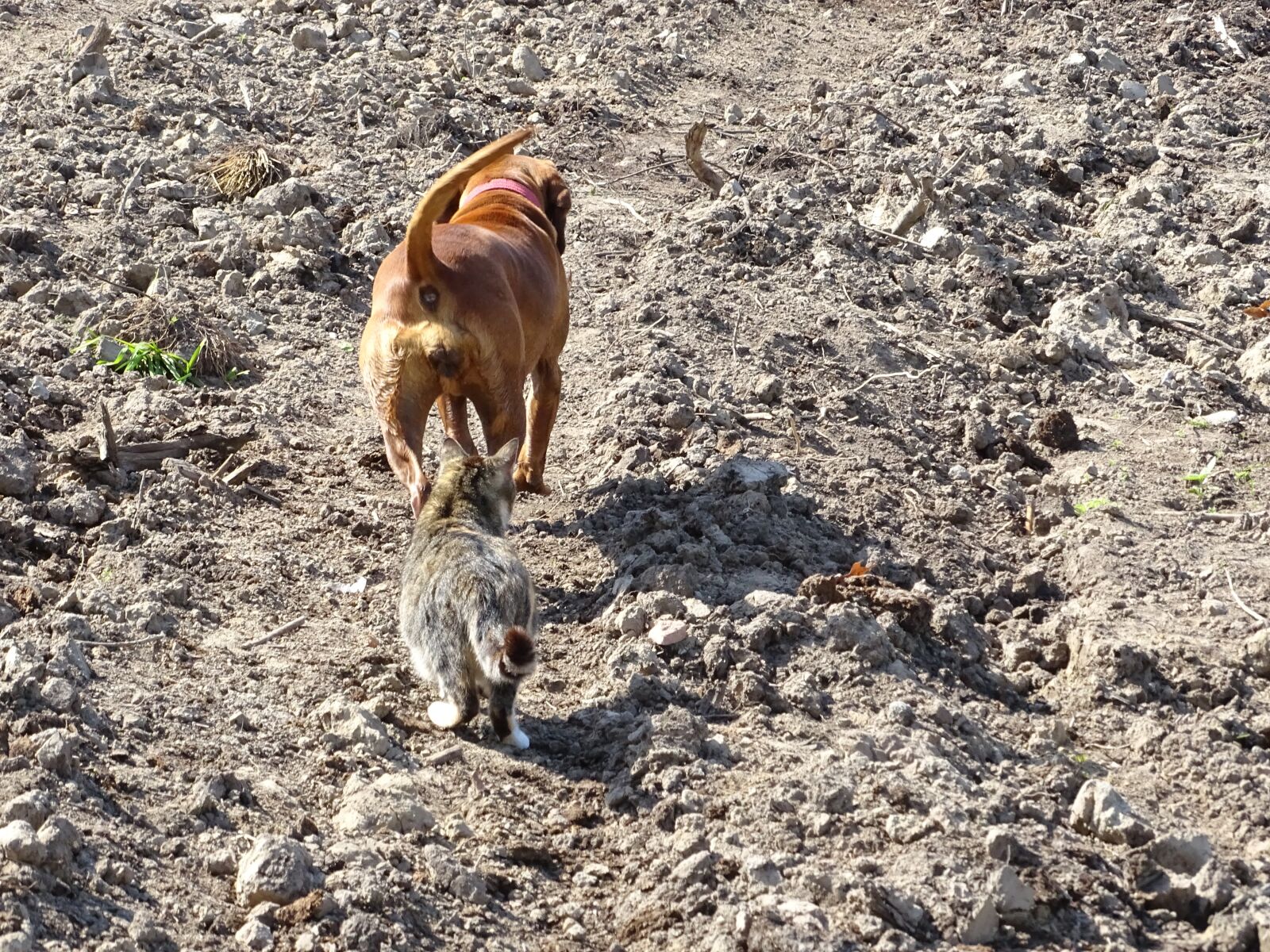 Sony Cyber-shot DSC-HX400V sample photo. Dog, cat, animals photography