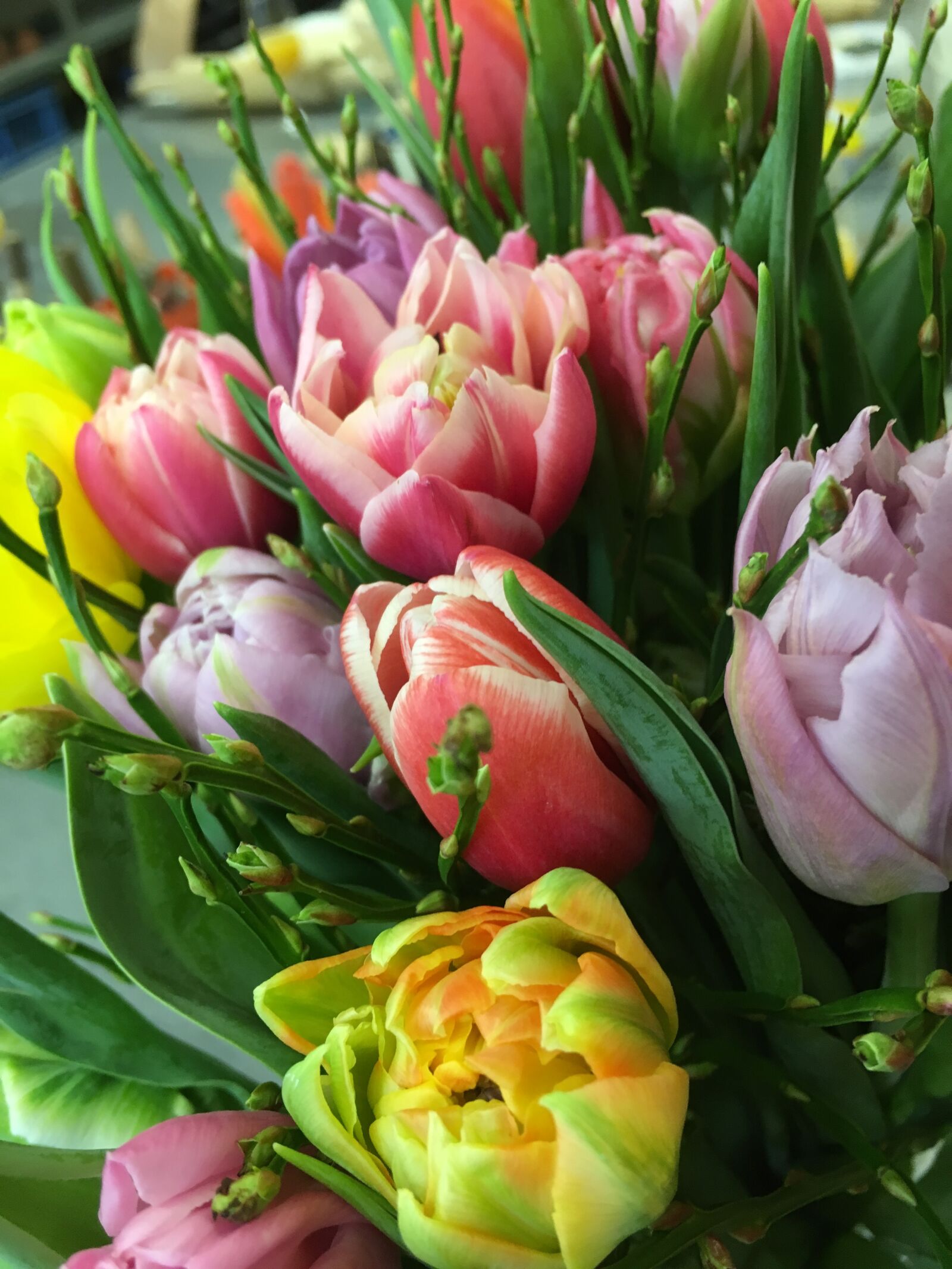 Apple iPhone 6s sample photo. Tulip bouquet, österlich, spring photography