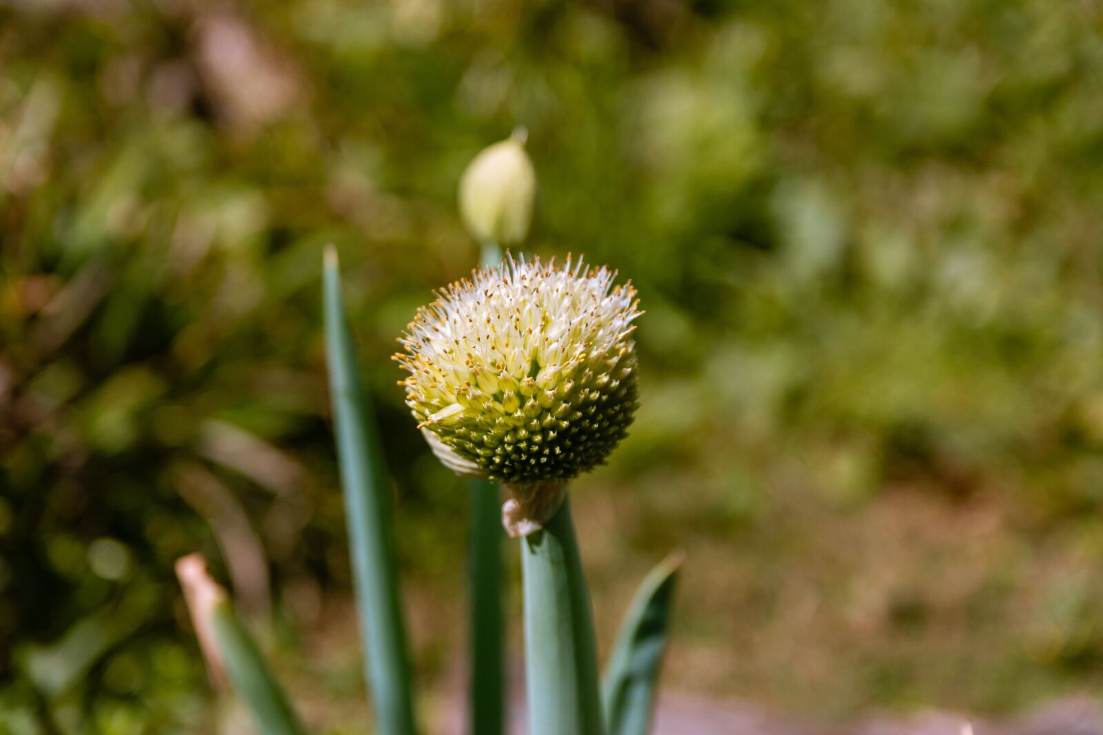 Nikon D7100 sample photo. Chives, flower, herbs photography