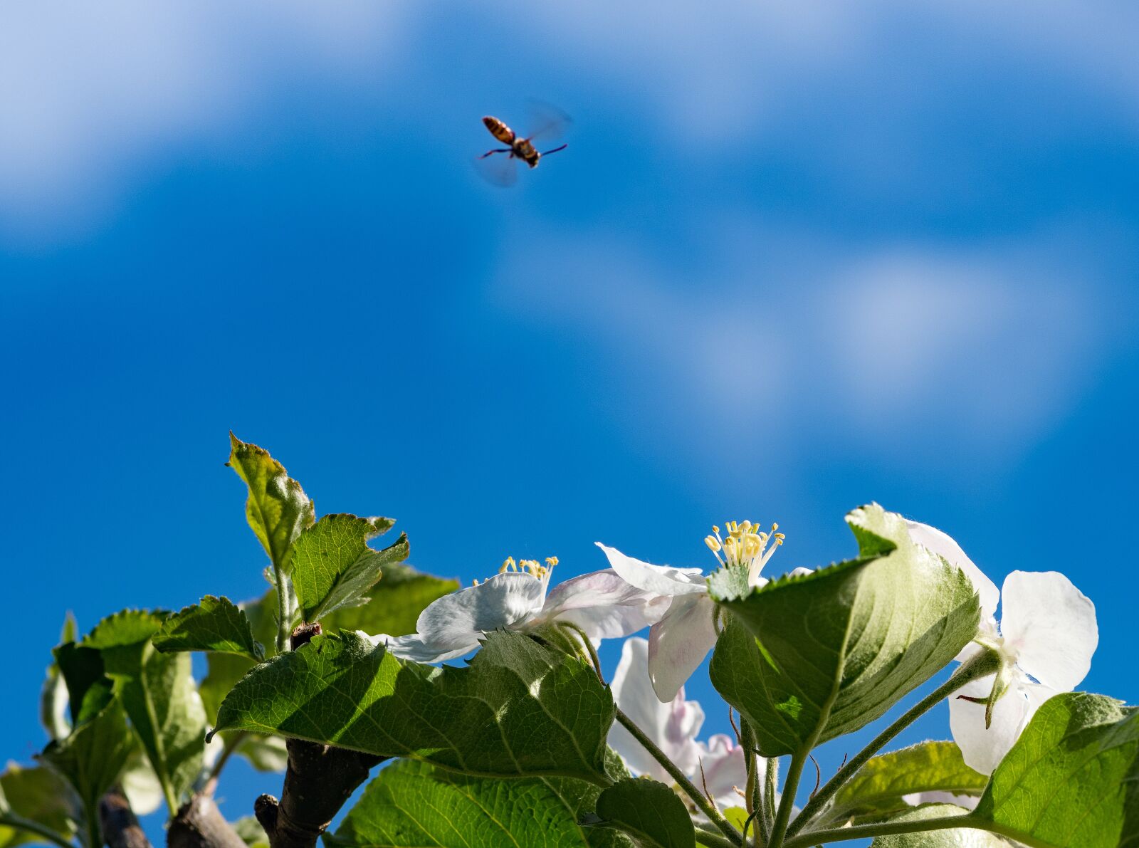 Nikon D810 sample photo. Bee, blossom, bloom photography