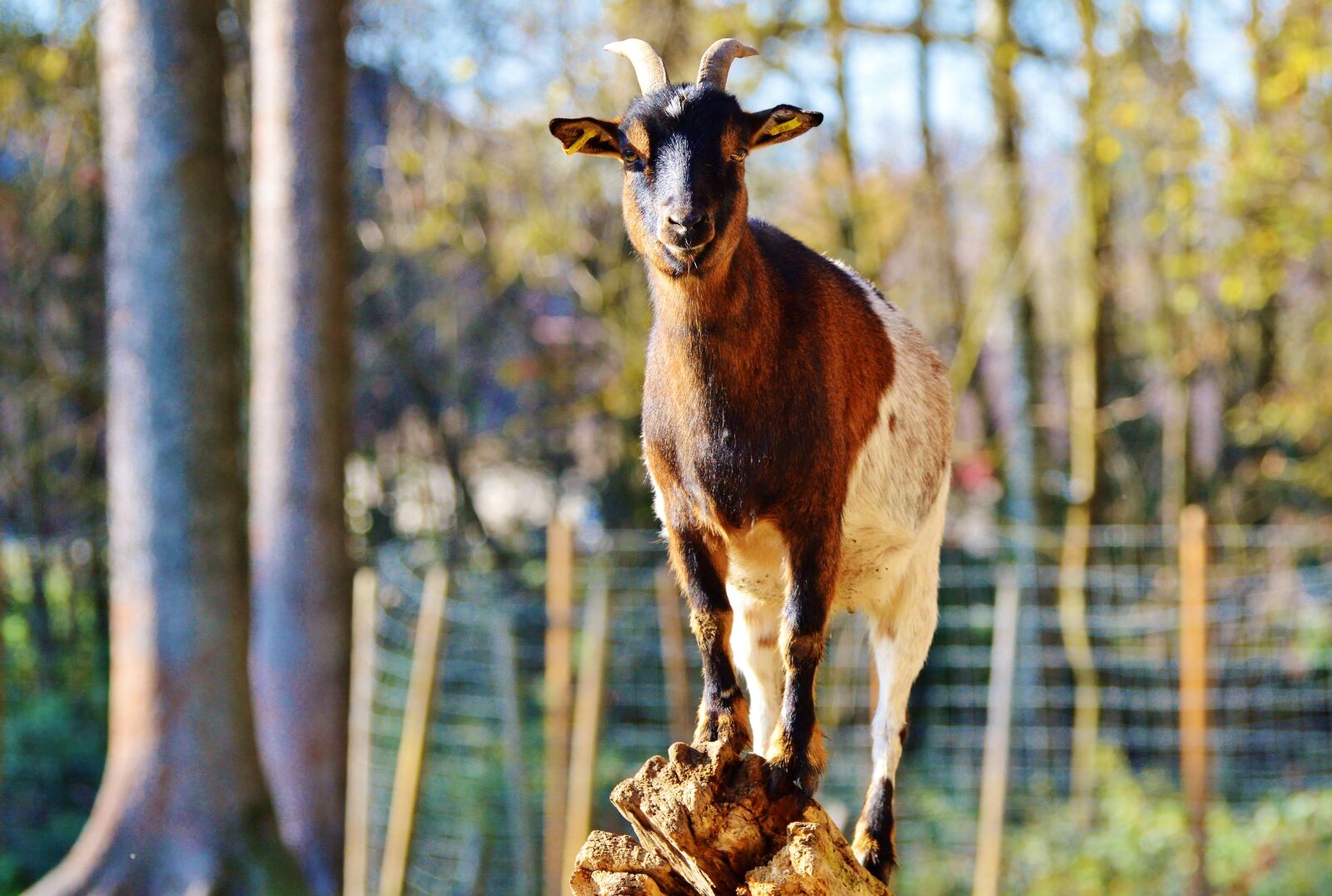 Nikon D3200 sample photo. Goat, livestock, billy goat photography