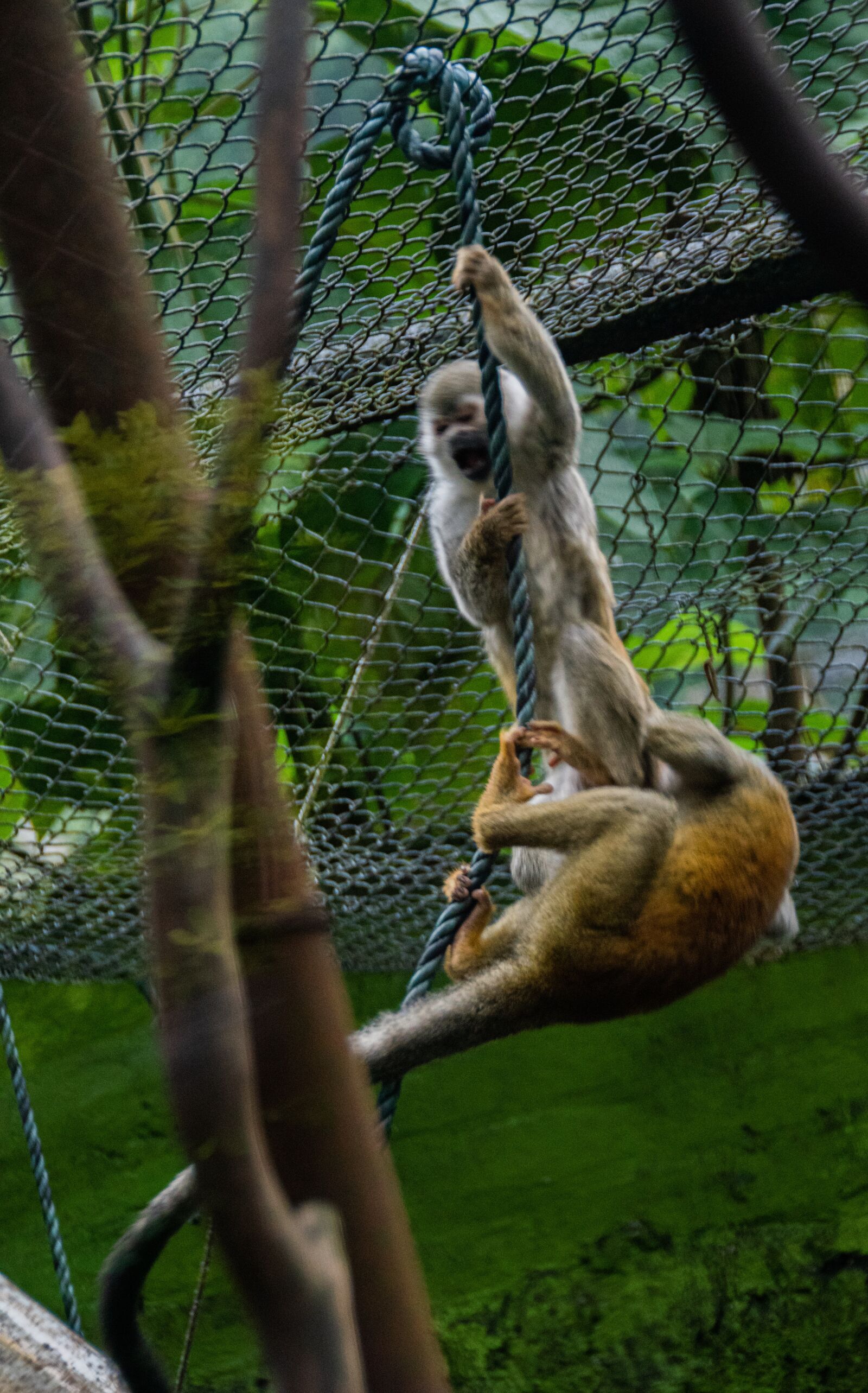 Nikon D5600 sample photo. Mono, zoo, mammal photography