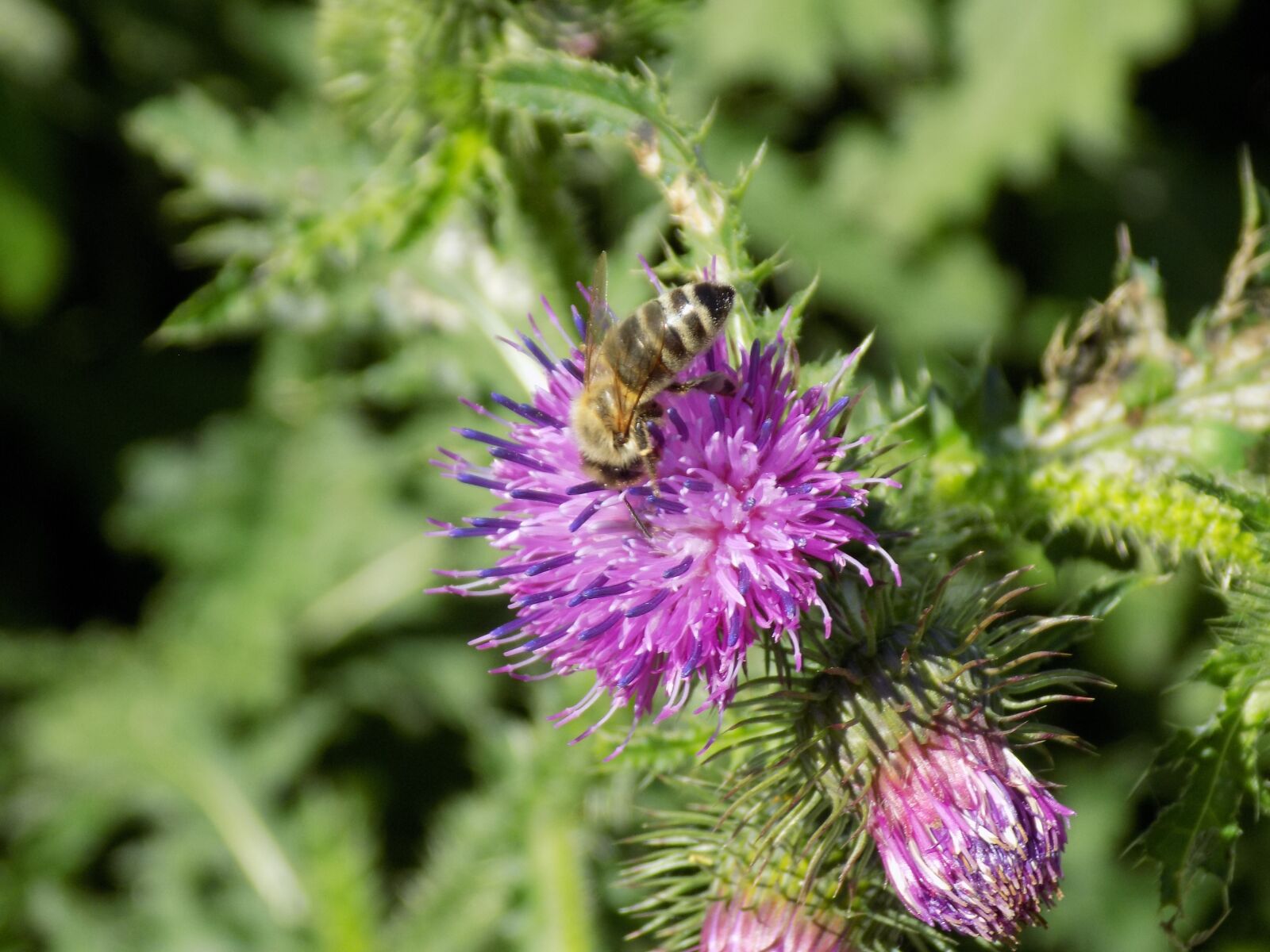 Nikon COOLPIX L340 sample photo. Thistle, purple, nature photography
