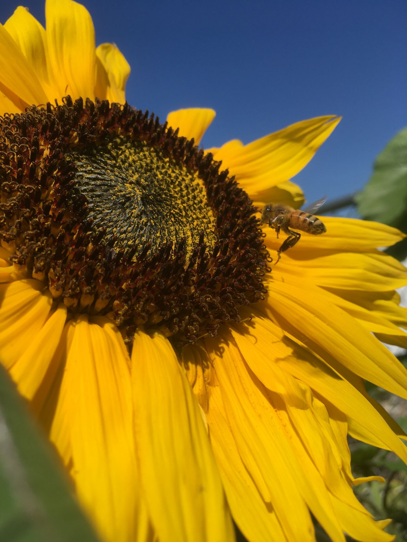 Apple iPhone SE (1st generation) sample photo. Sunflower, flower, plant photography