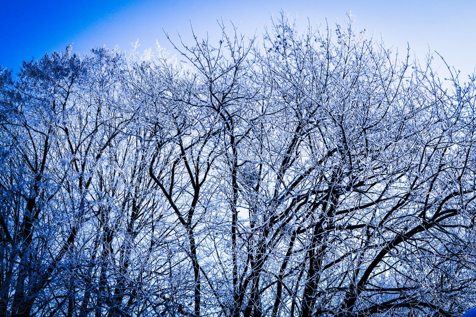 Nikon D3100 sample photo. Winter, cold, snow photography