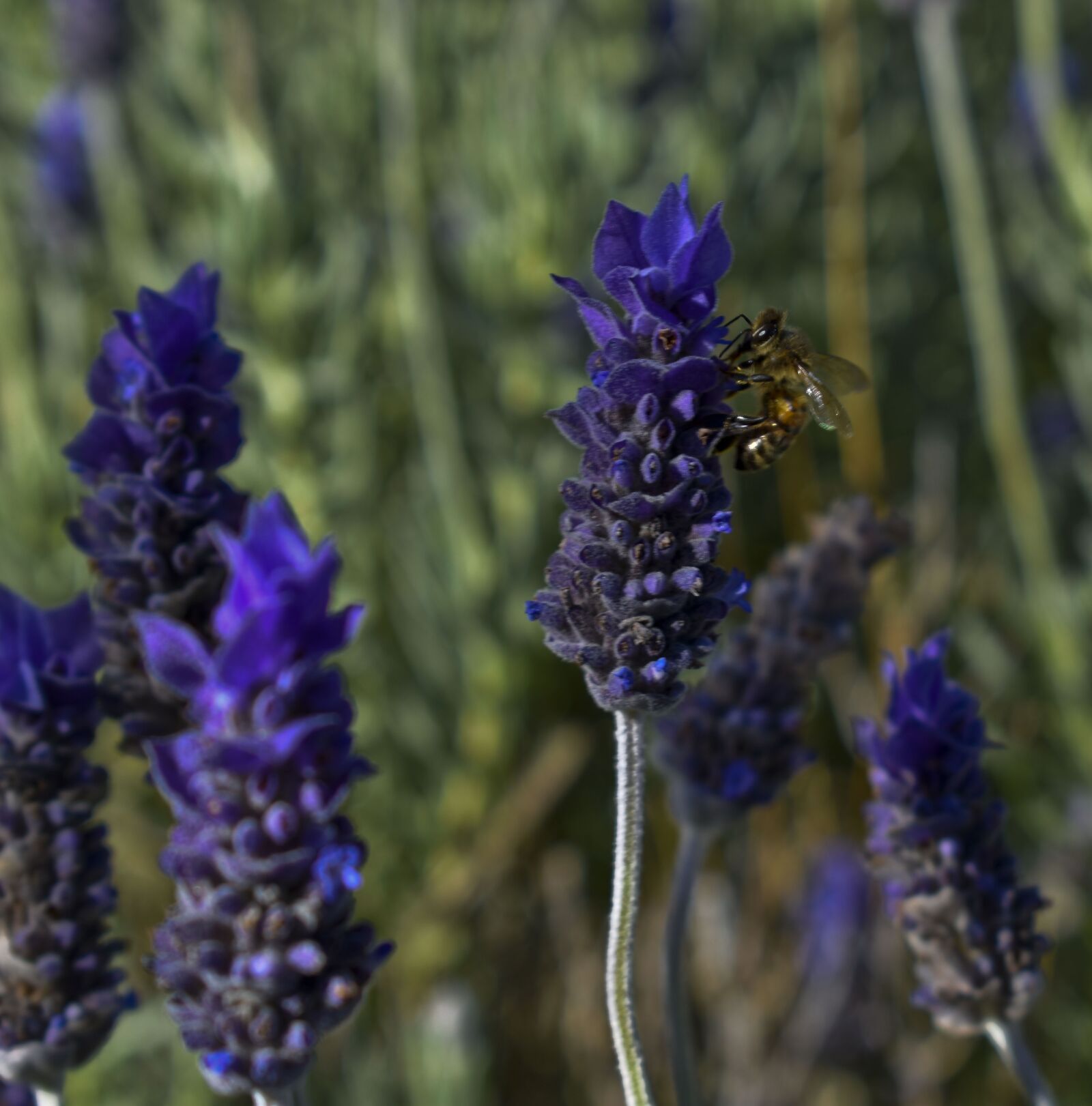 Nikon D3500 sample photo. Bee, honey, lavender photography