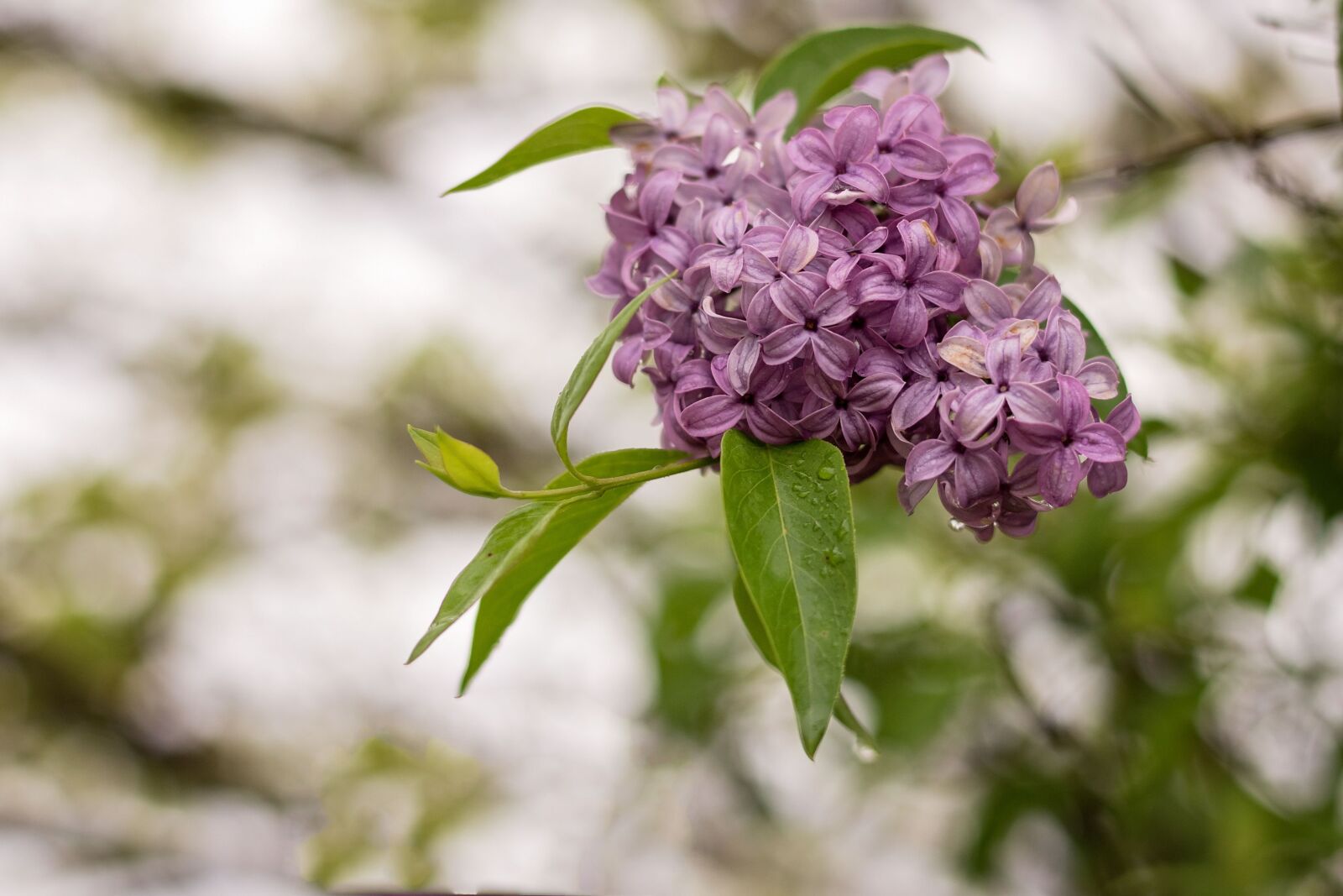 Nikon D810 sample photo. Lilac, flower, white background photography