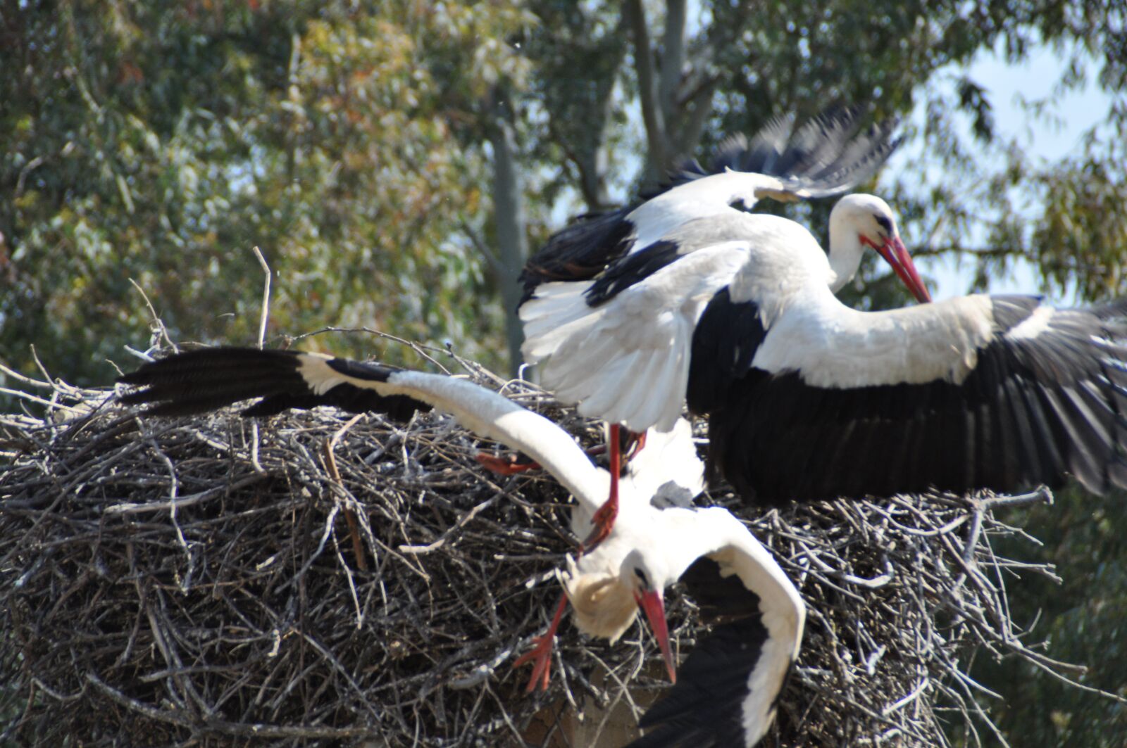 Nikon D5000 sample photo. Ciconia, stork, animals photography