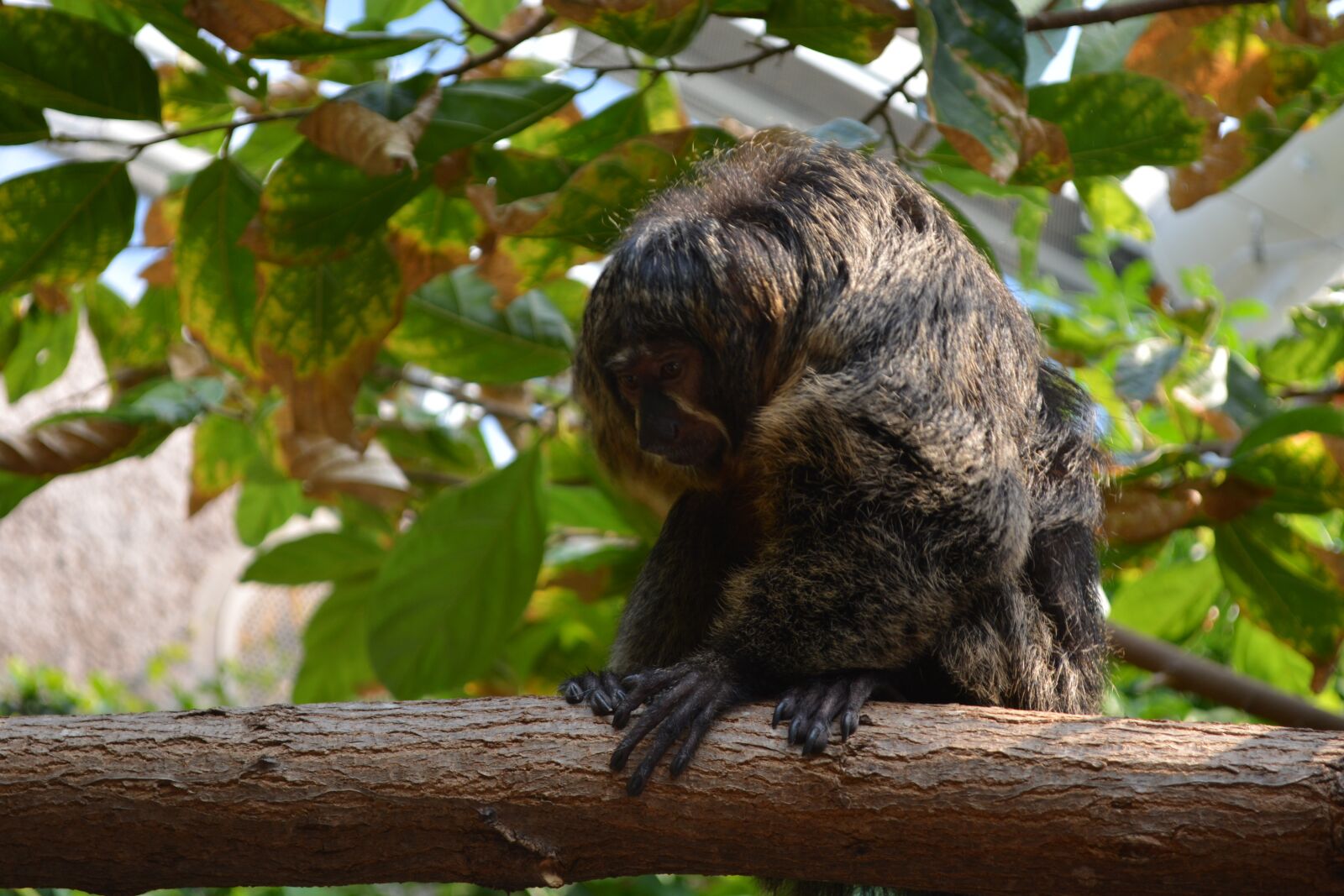 Nikon D5200 sample photo. Monkey, nature, funny photography