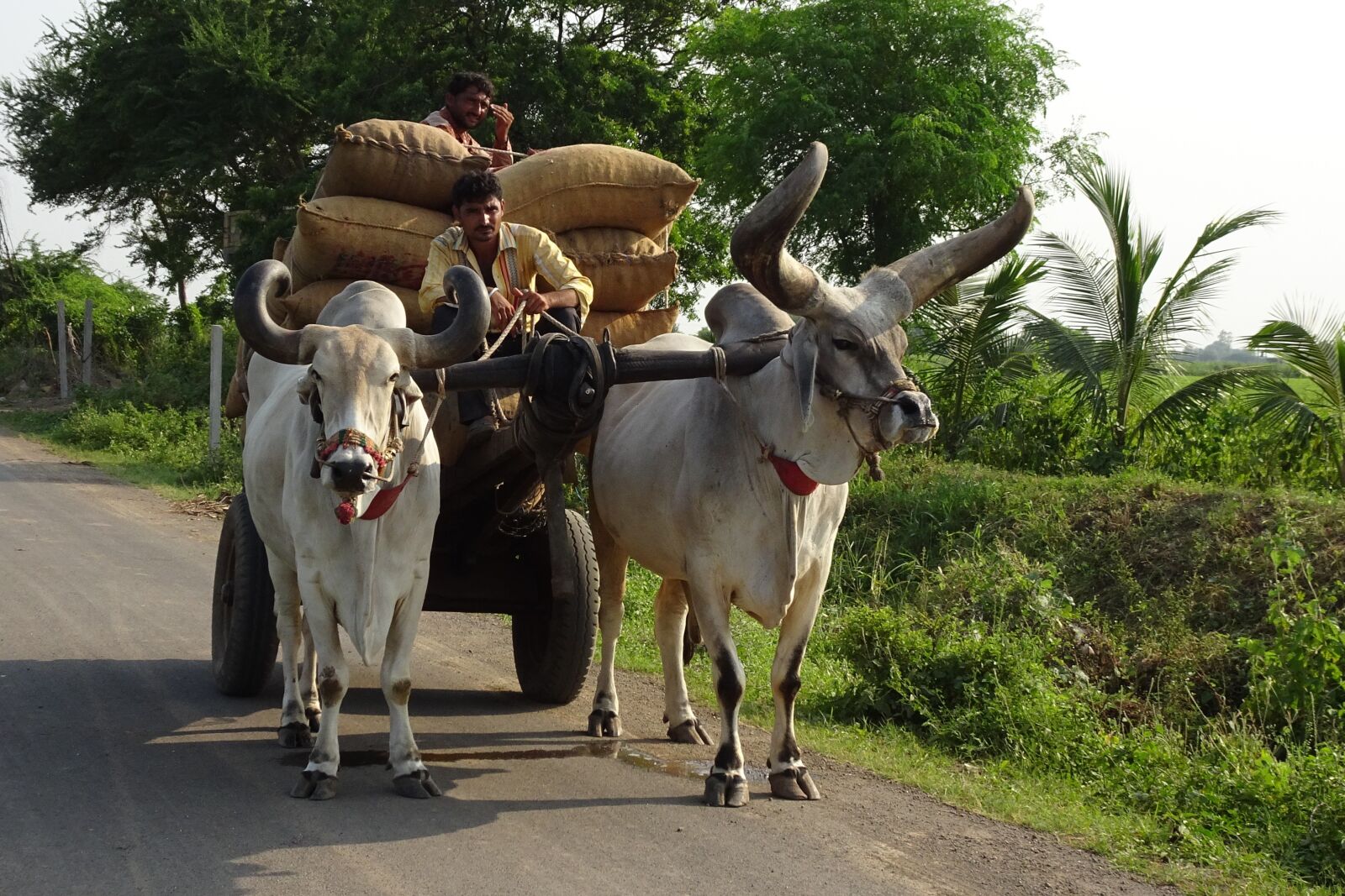Sony Cyber-shot DSC-HX90V sample photo. Bullock, ox, cart photography