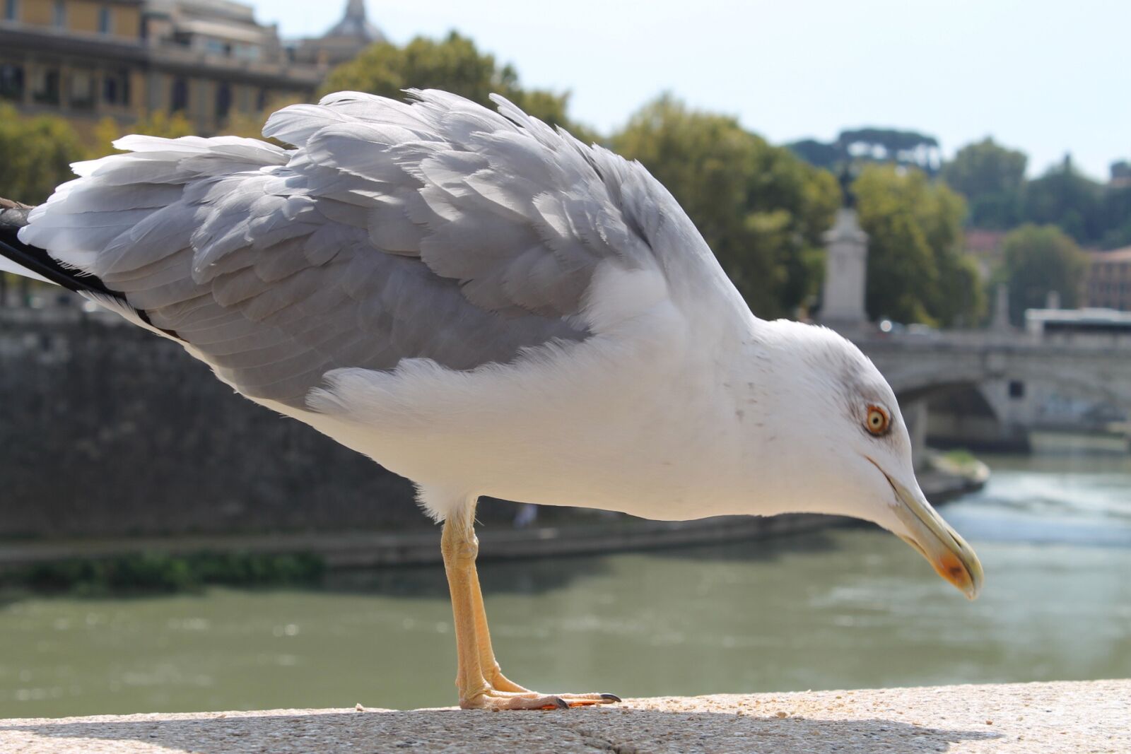 Canon EOS 1100D (EOS Rebel T3 / EOS Kiss X50) sample photo. Bird, nature, waters photography