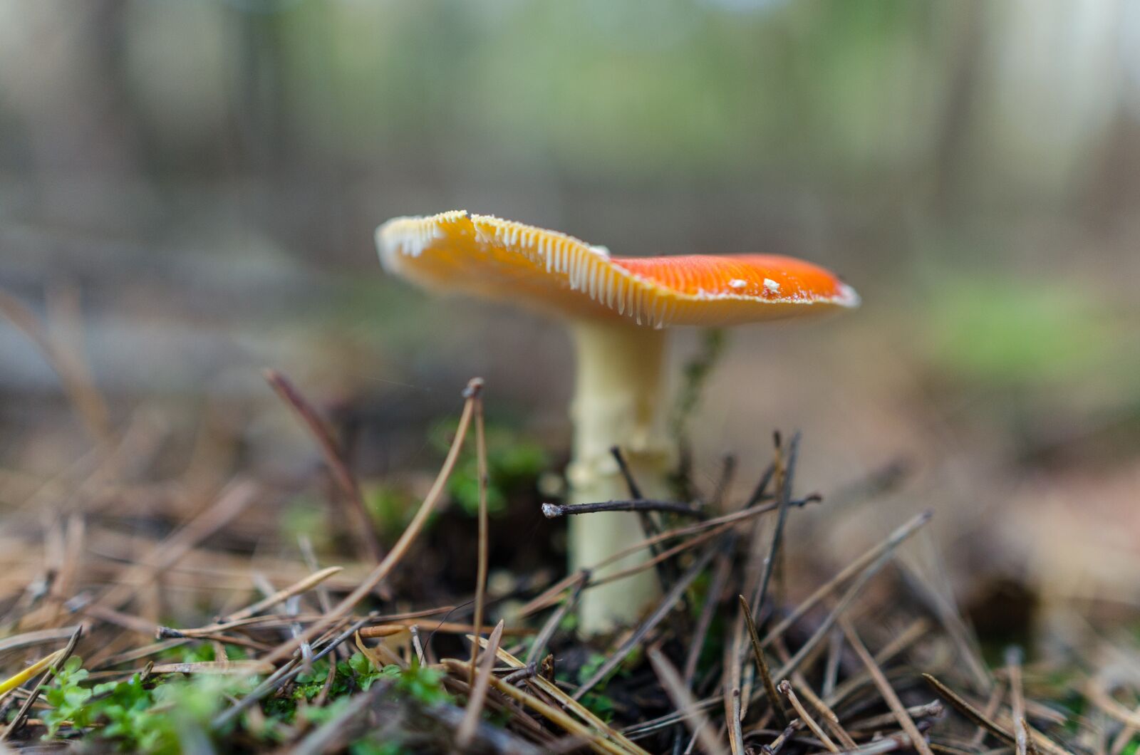 Nikon D5100 sample photo. Toadstool, mushroom, nature photography