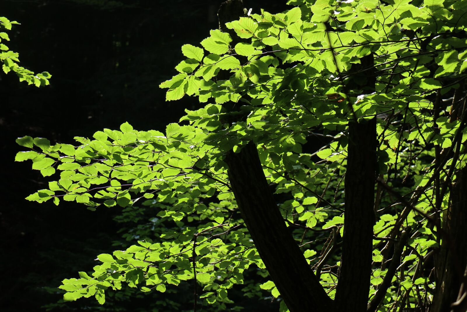 Canon EOS M6 sample photo. Forest, tree, foliage photography