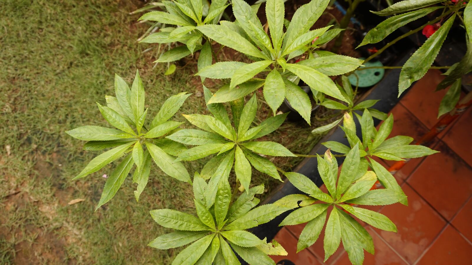 Sony Alpha a5000 (ILCE 5000) sample photo. Plants, green, garden photography