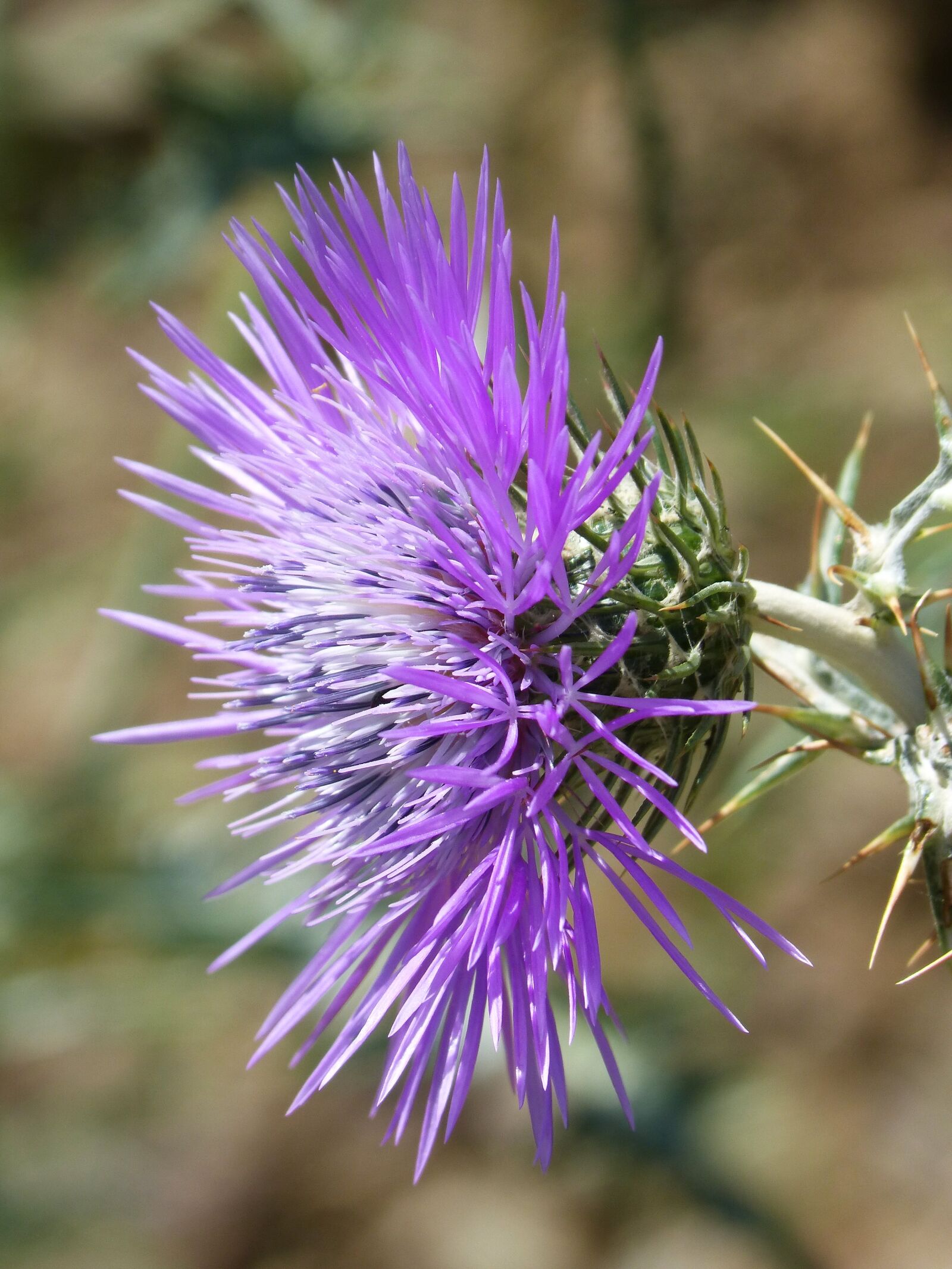 Panasonic DMC-FZ62 sample photo. Thistle, detail, beauty photography